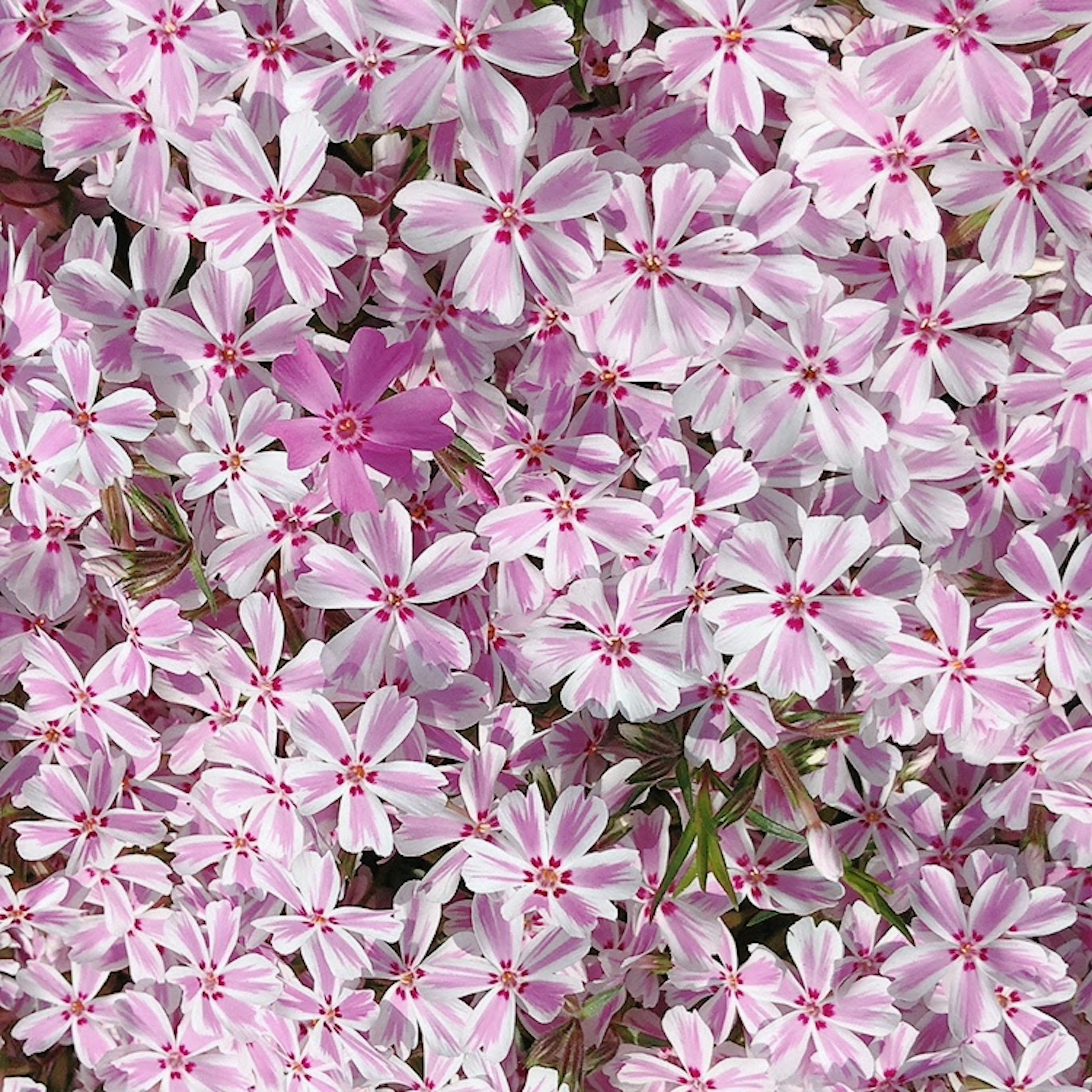 ピンクの花が満開の風景