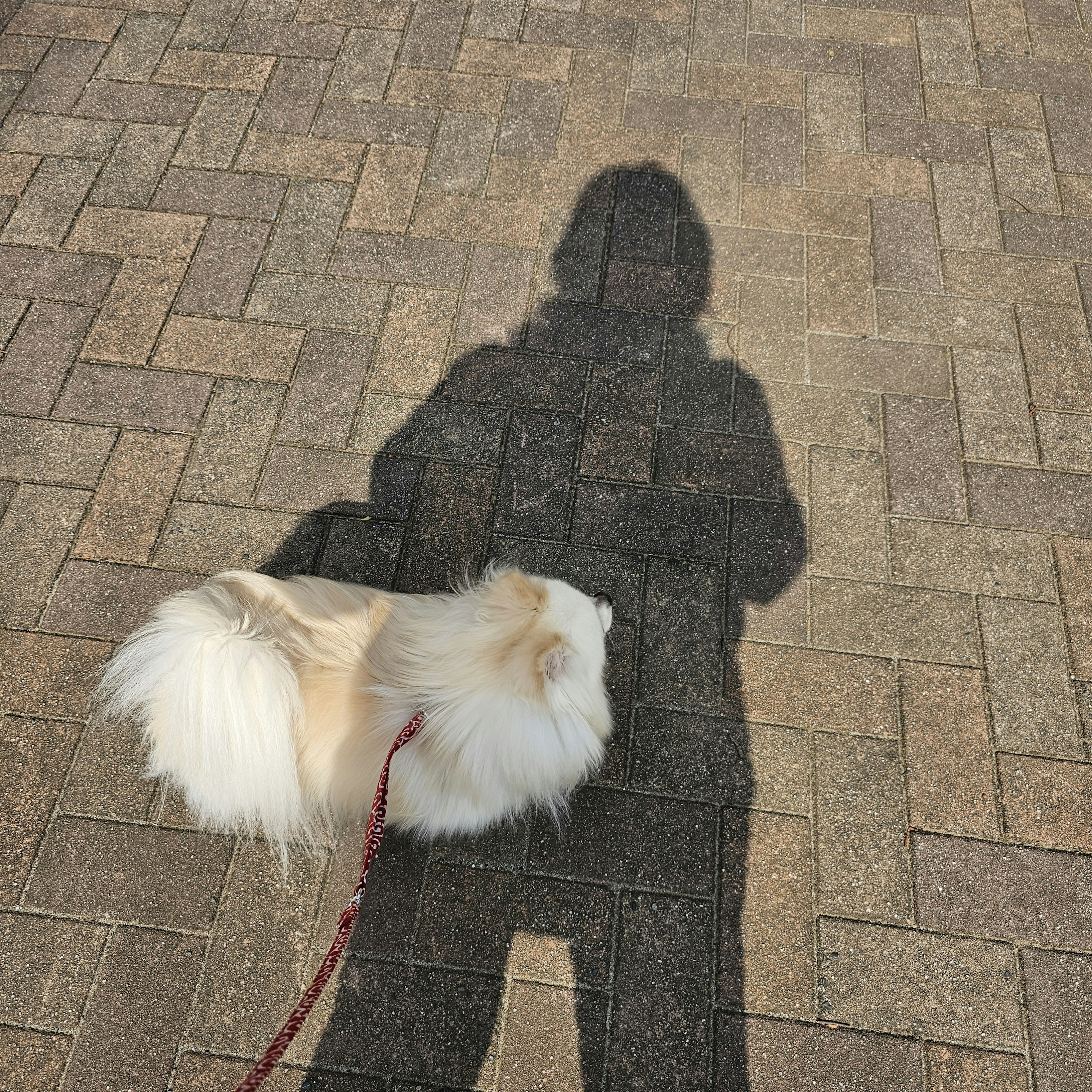 Schatten einer Person, die einen flauschigen Hund führt