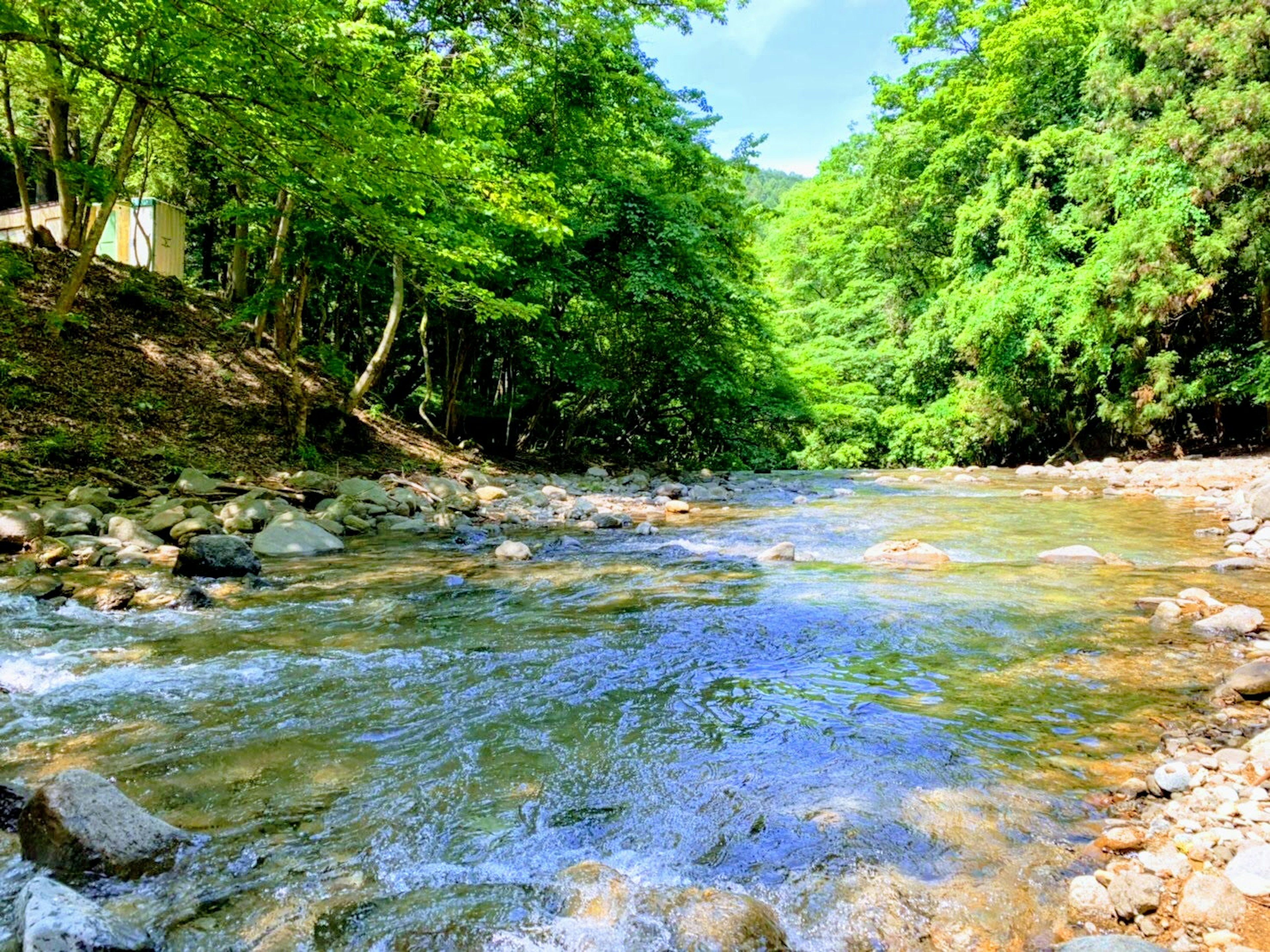 Vista escénica de un arroyo claro rodeado de un bosque verde