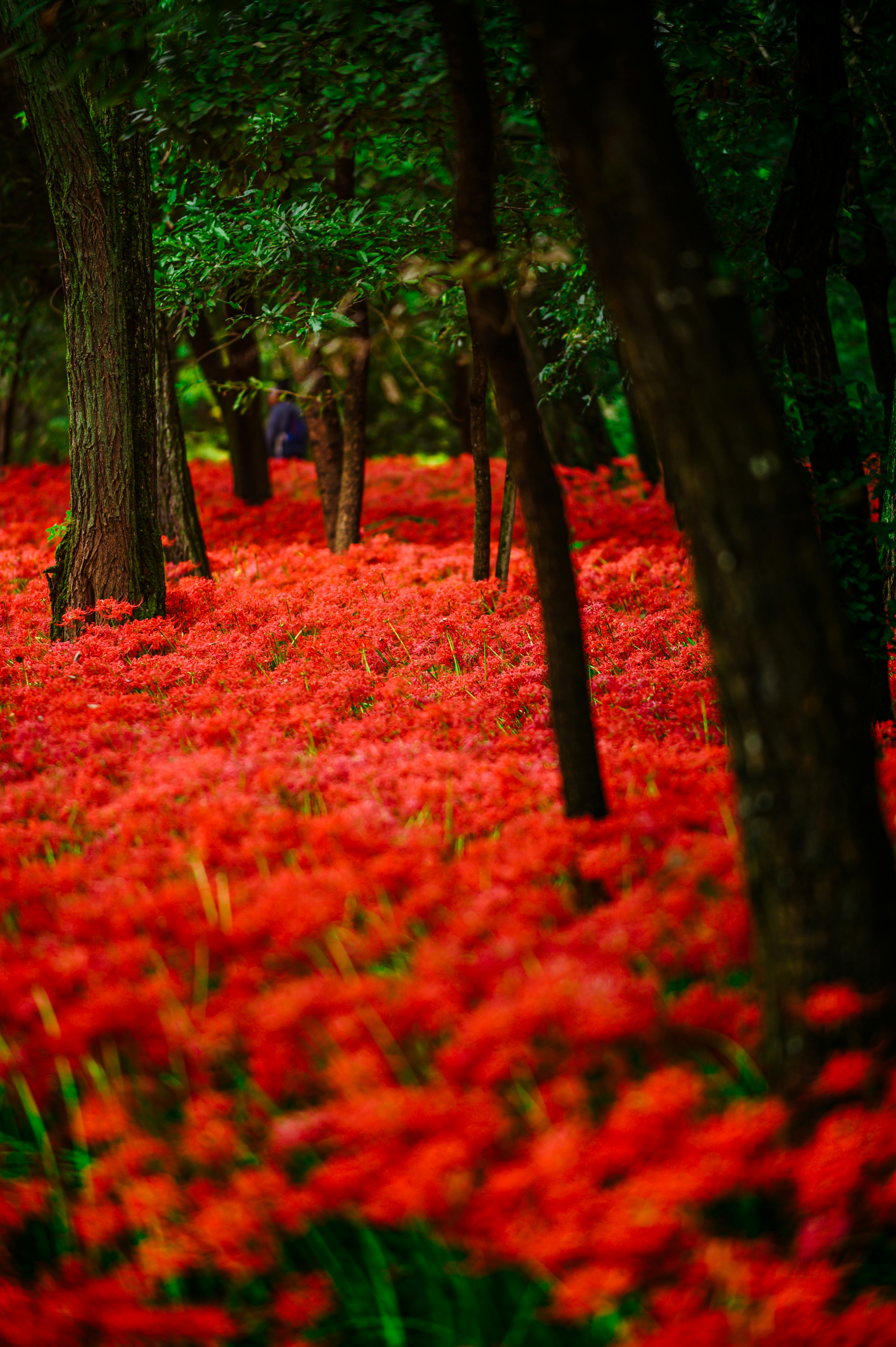 森林中盛開的鮮豔紅色花朵的風景