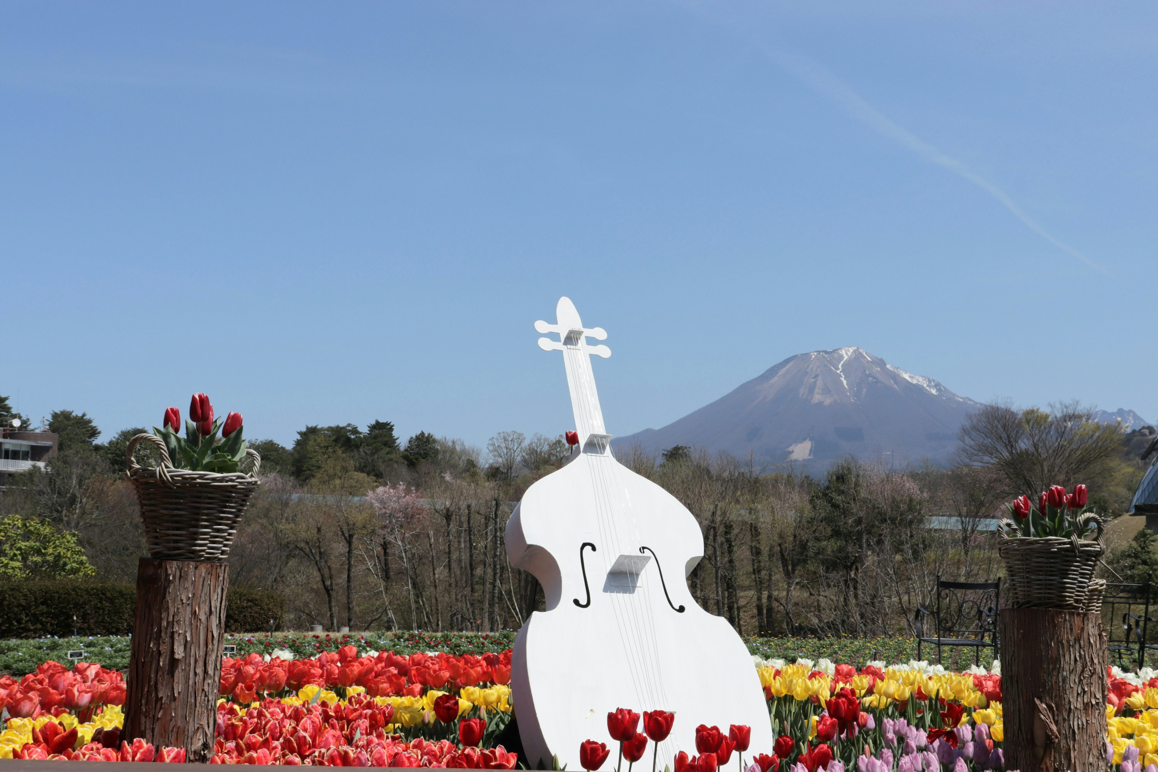 Violín blanco rodeado de tulipanes coloridos con una montaña al fondo