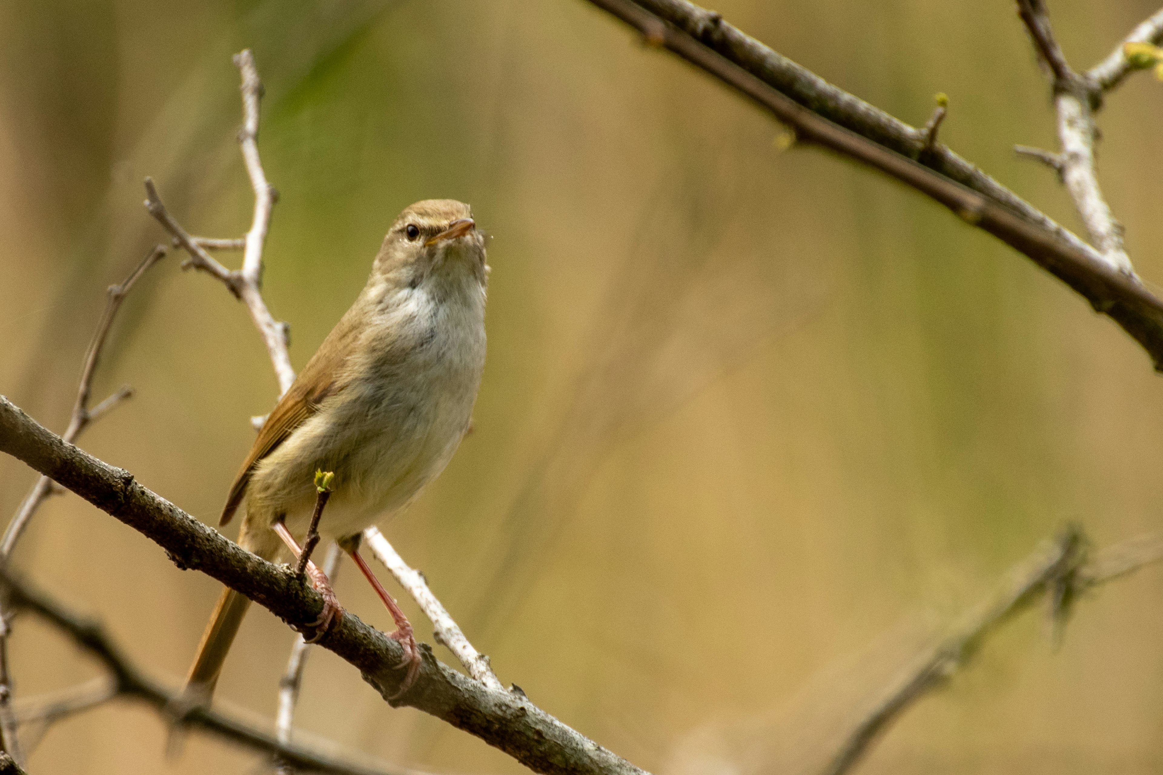 Un petit oiseau perché sur une branche