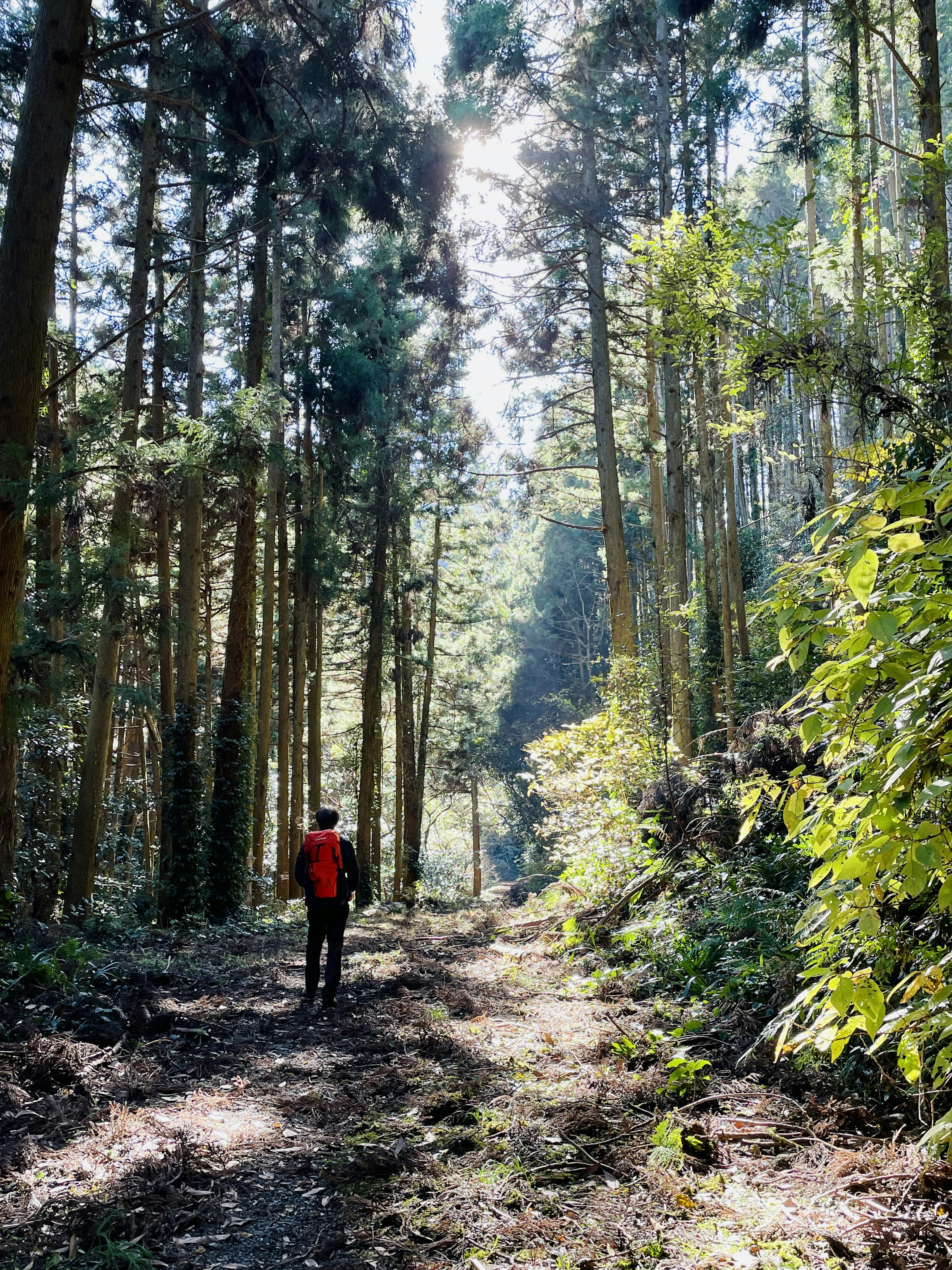 Person in Rot, die auf einem Pfad durch den Wald geht