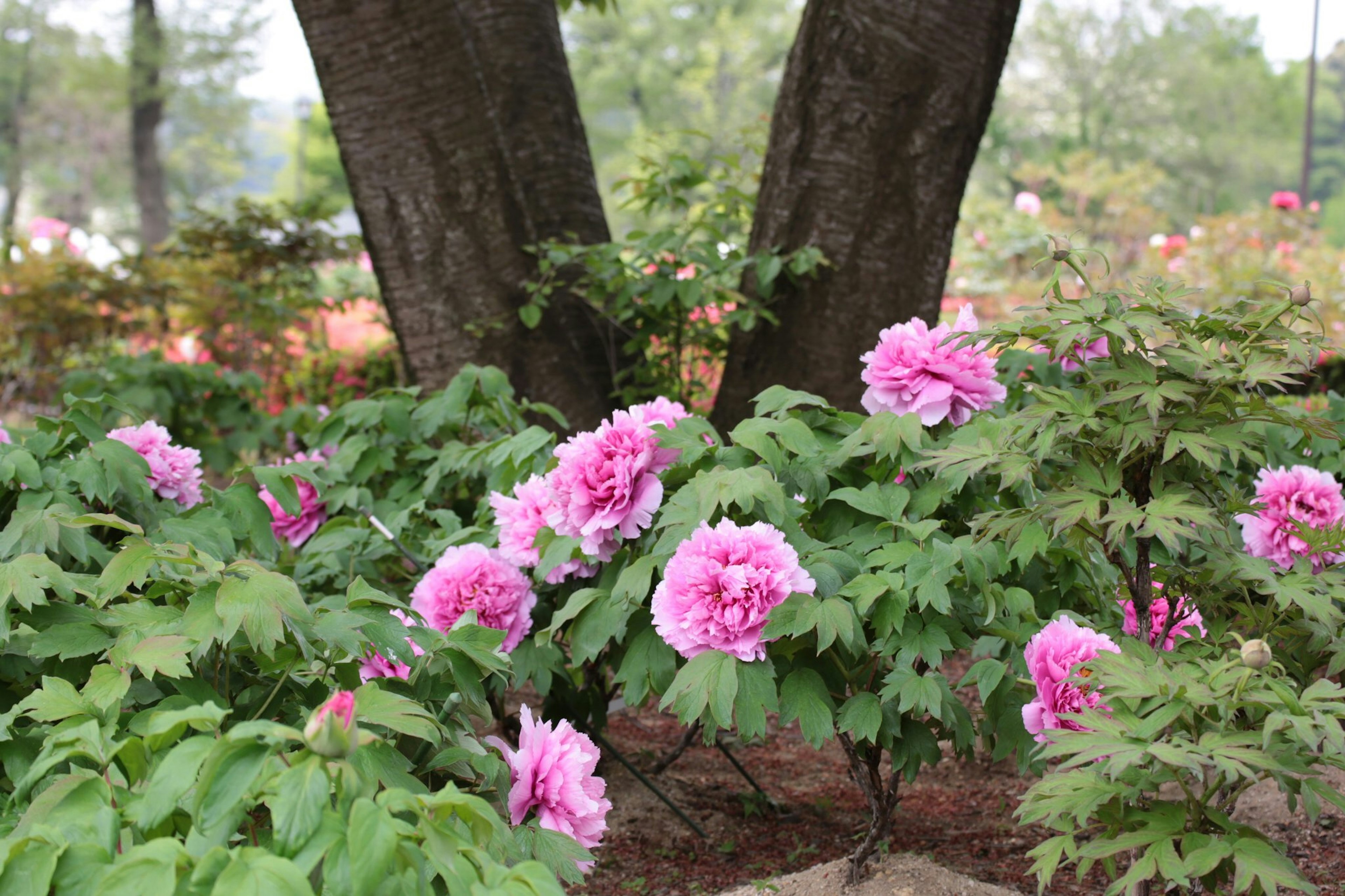 ピンクの花が咲く木の近くの風景