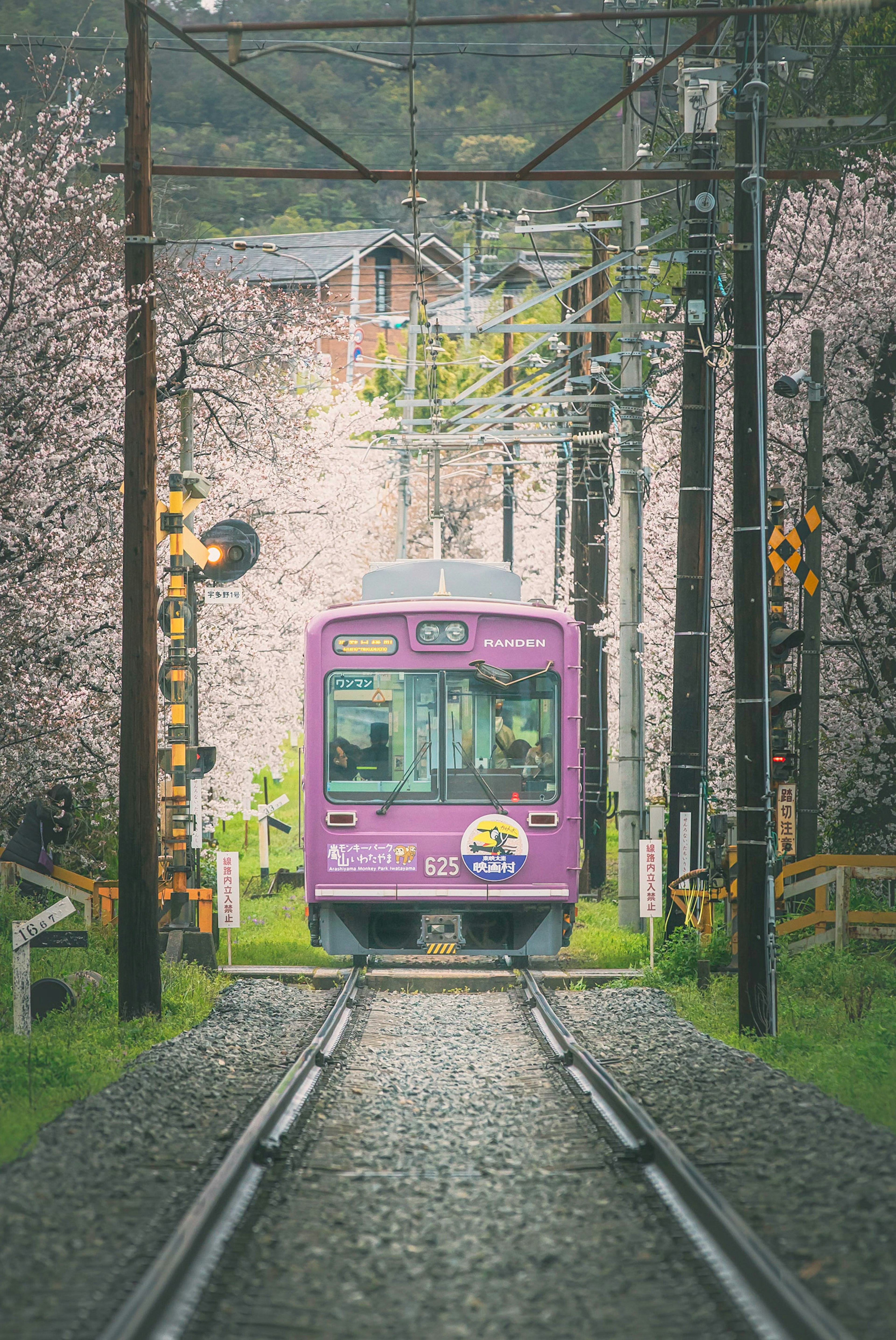 桜の木に囲まれた紫色の電車が線路を走る風景