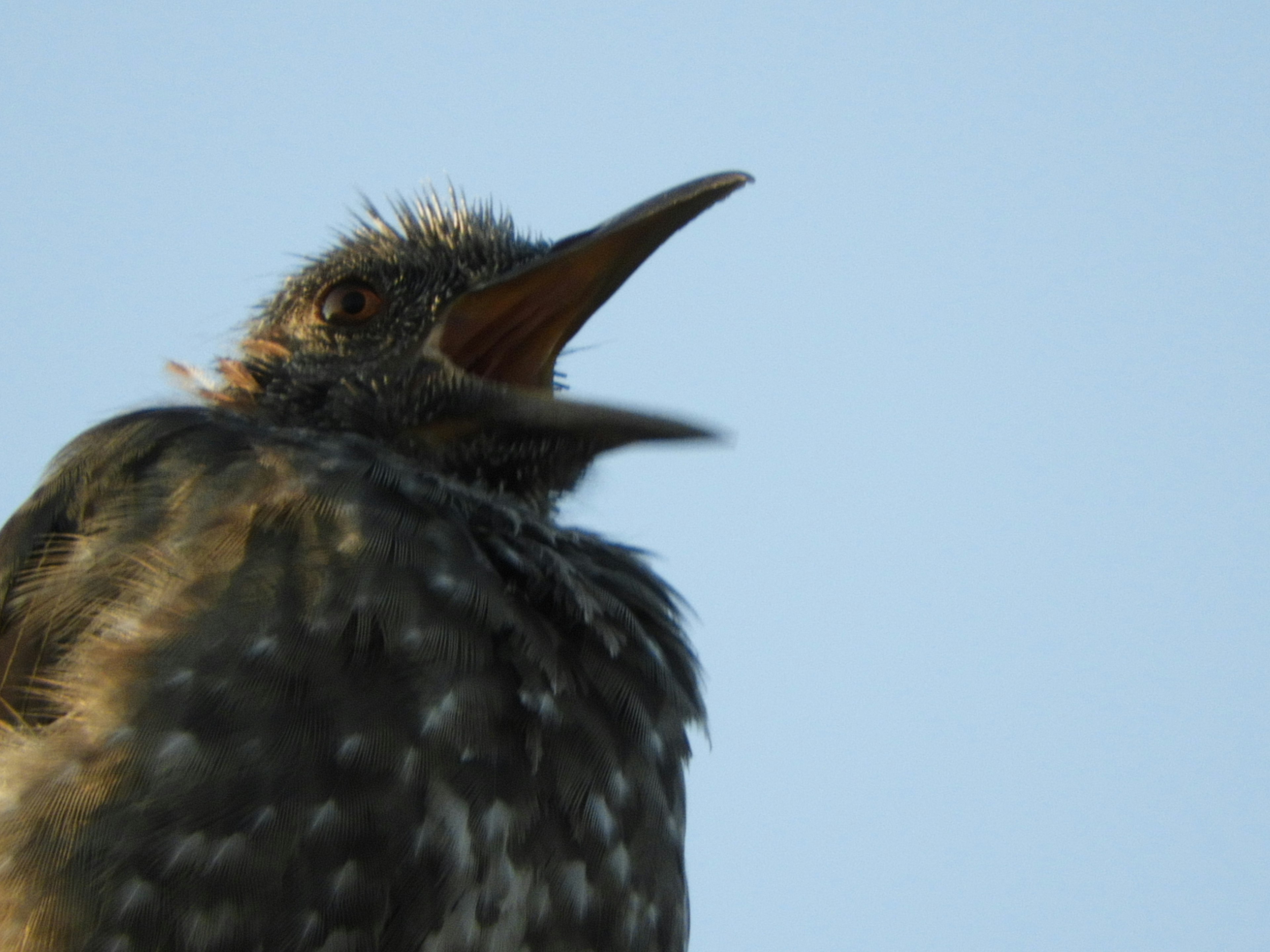 Nahaufnahme eines jungen Vogels, der zum Himmel ruft