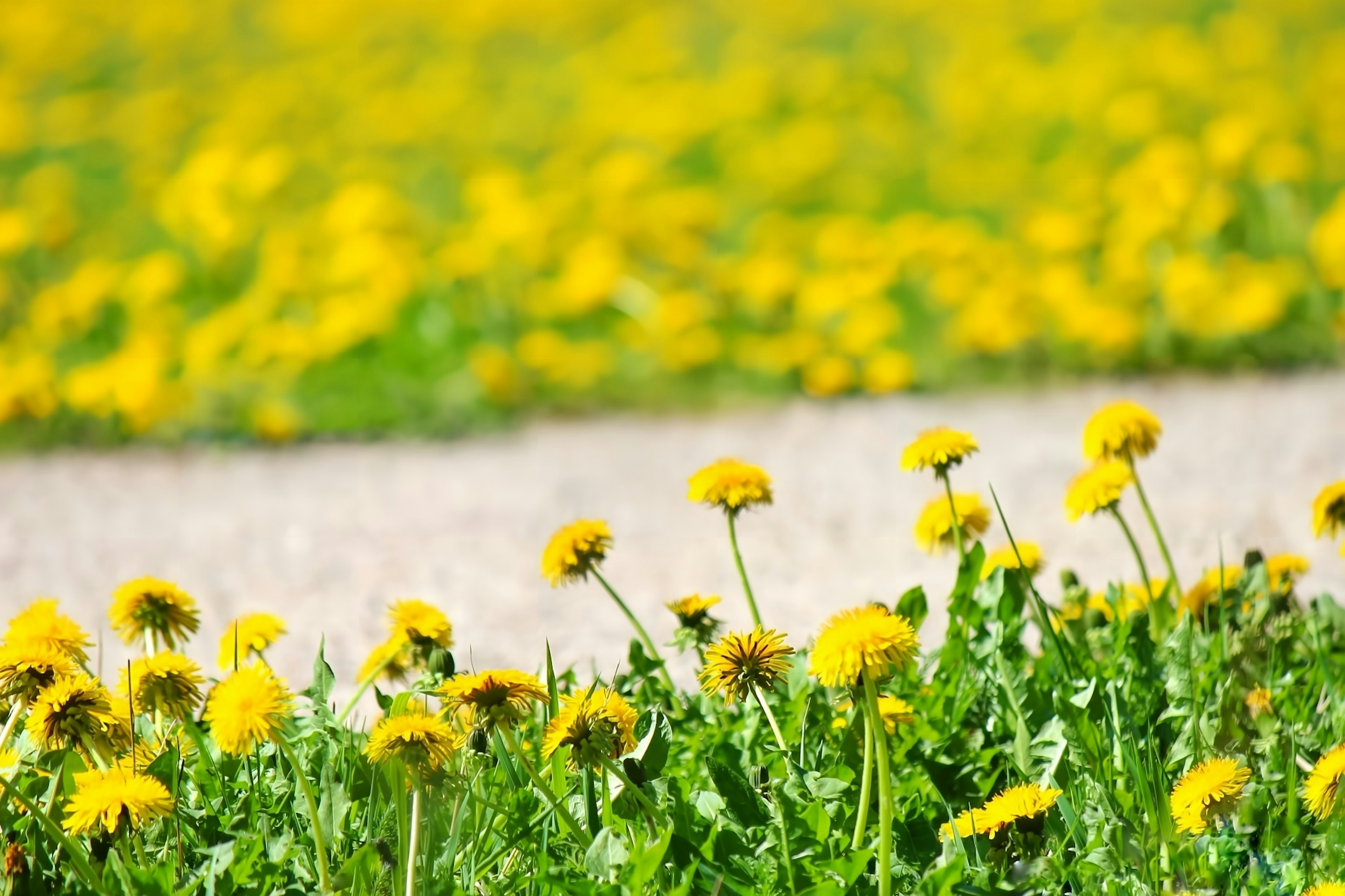 Campo di dandelioni gialli con erba verde e un sentiero