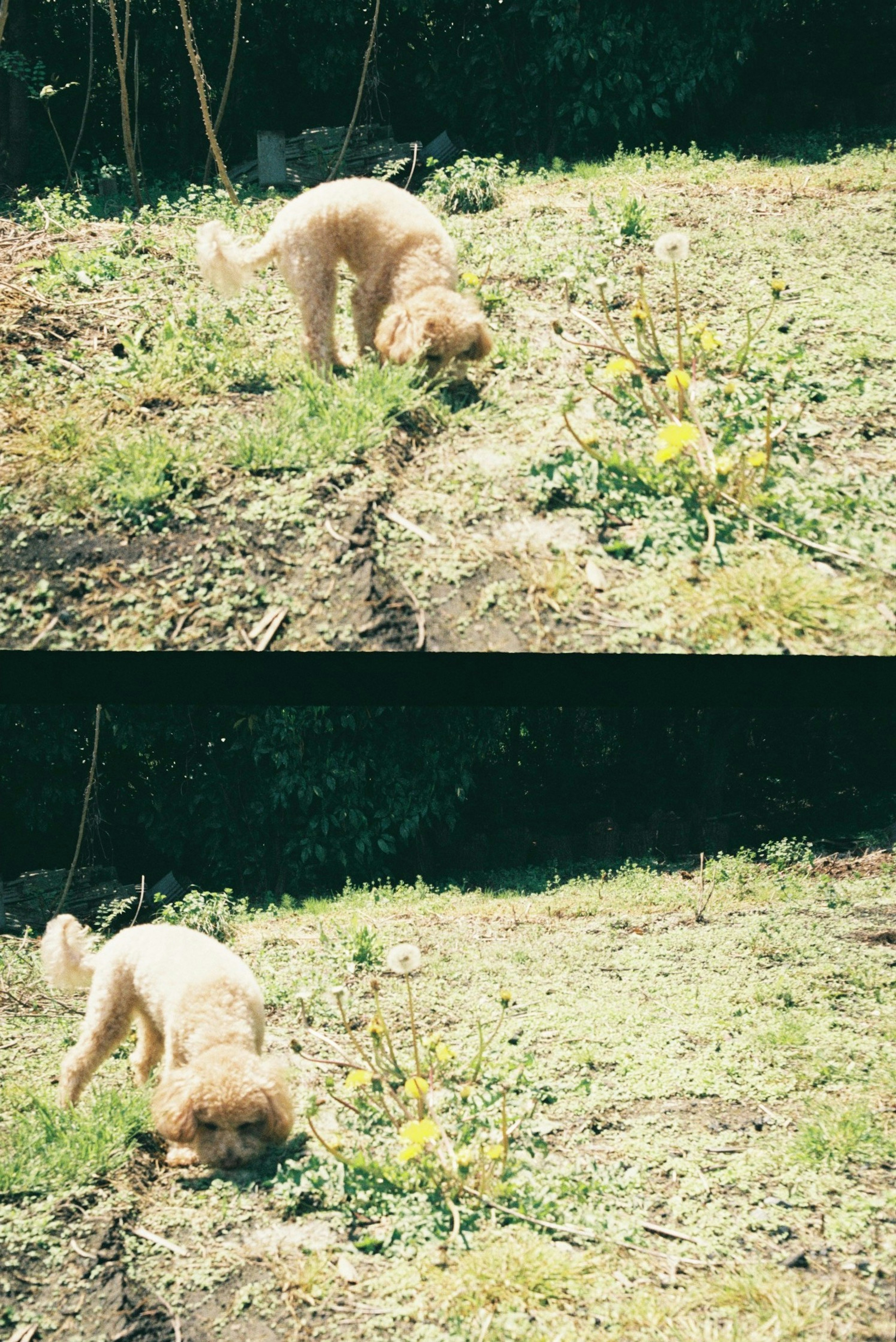 정원에서 꽃을 맡고 있는 금색 개