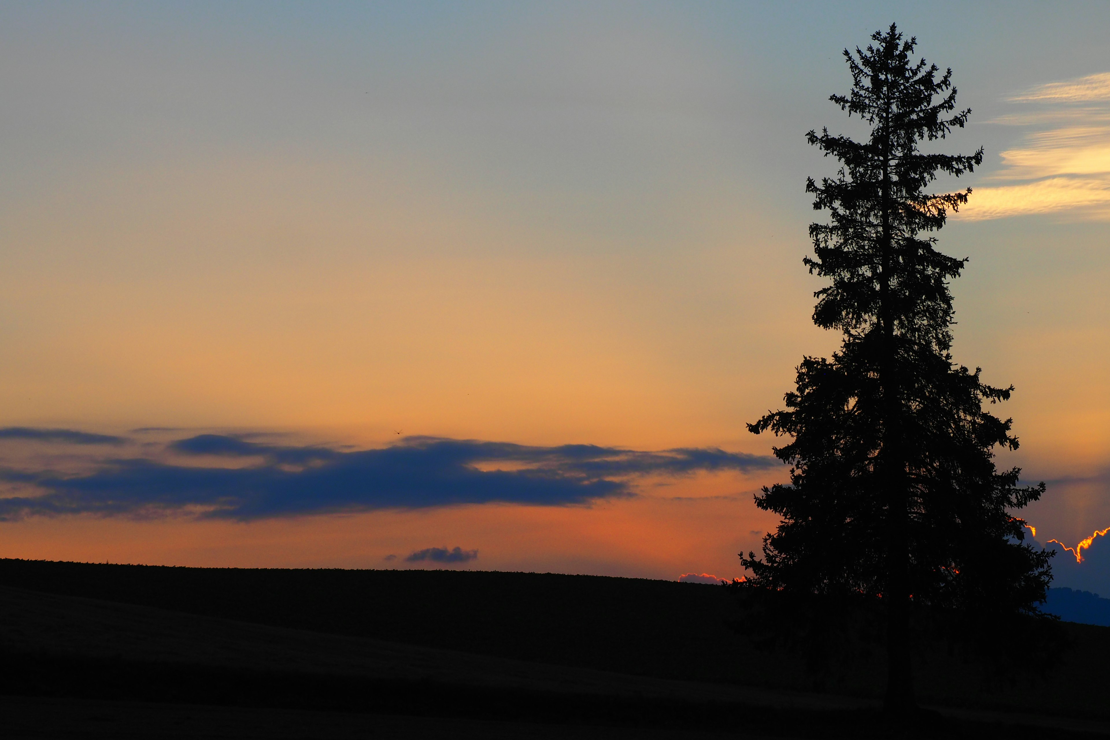 Silhouette di un albero contro un cielo al tramonto colorato