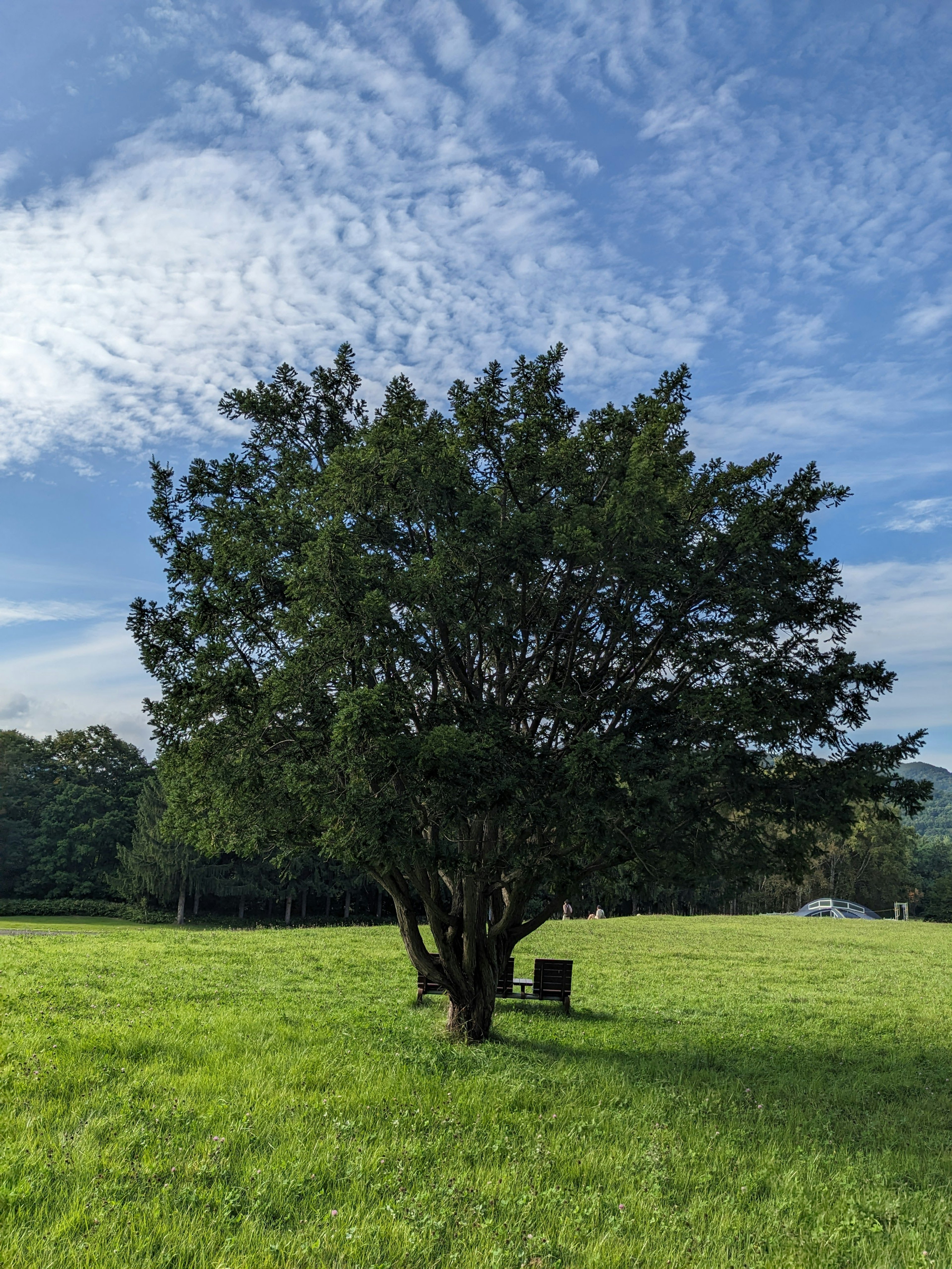 緑の草原に立つ大きな木と青空