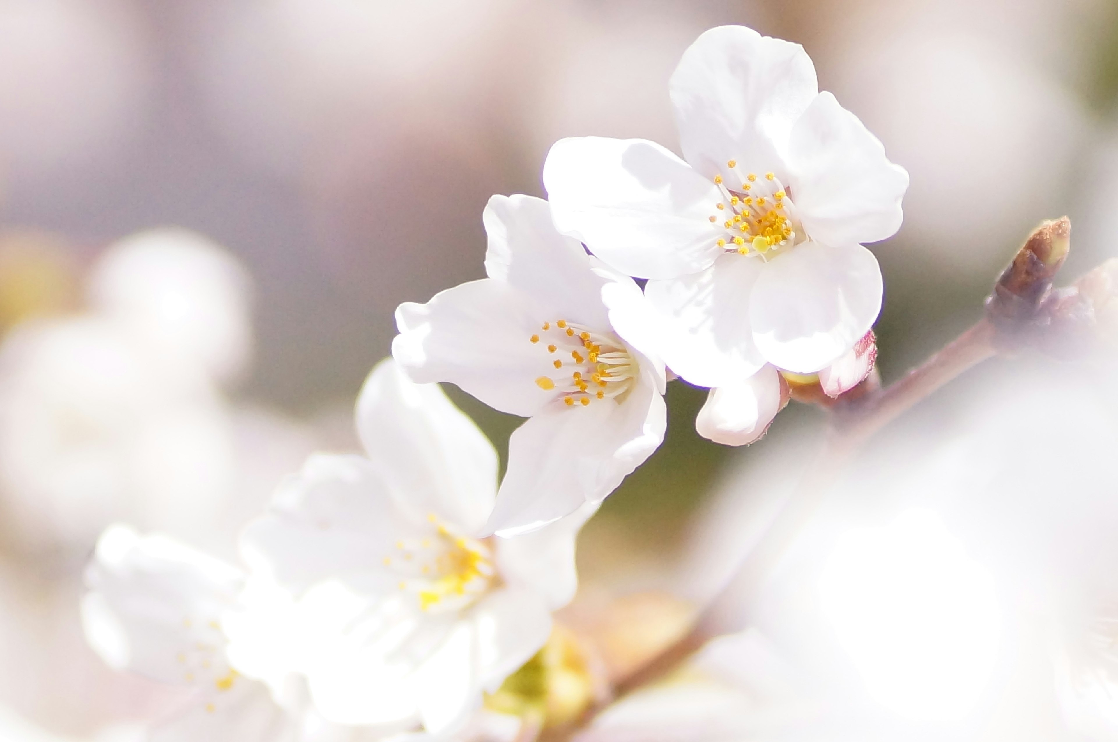 Close-up of delicate white cherry blossoms with soft background