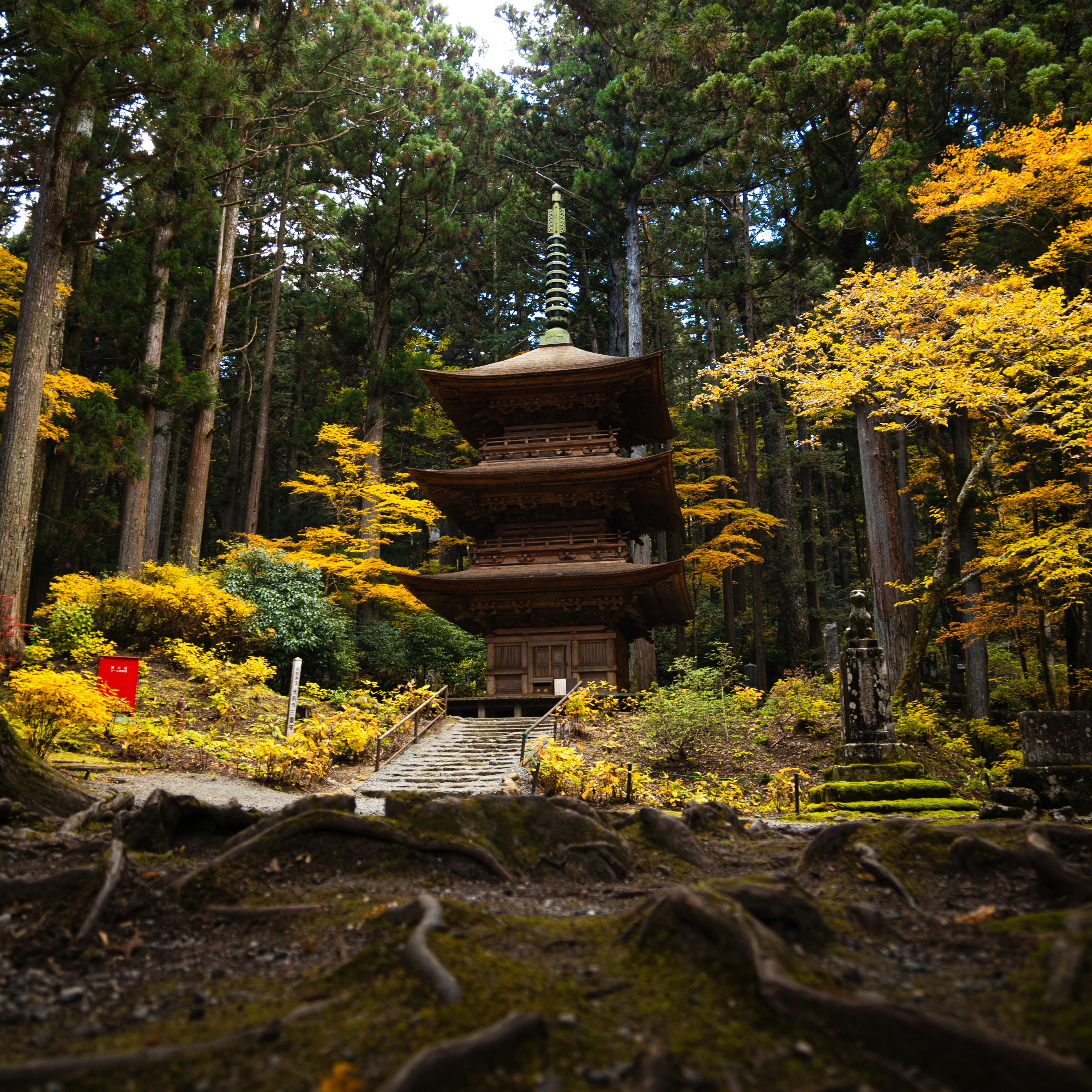 美しい紅葉に囲まれた古い五重塔と大木の根