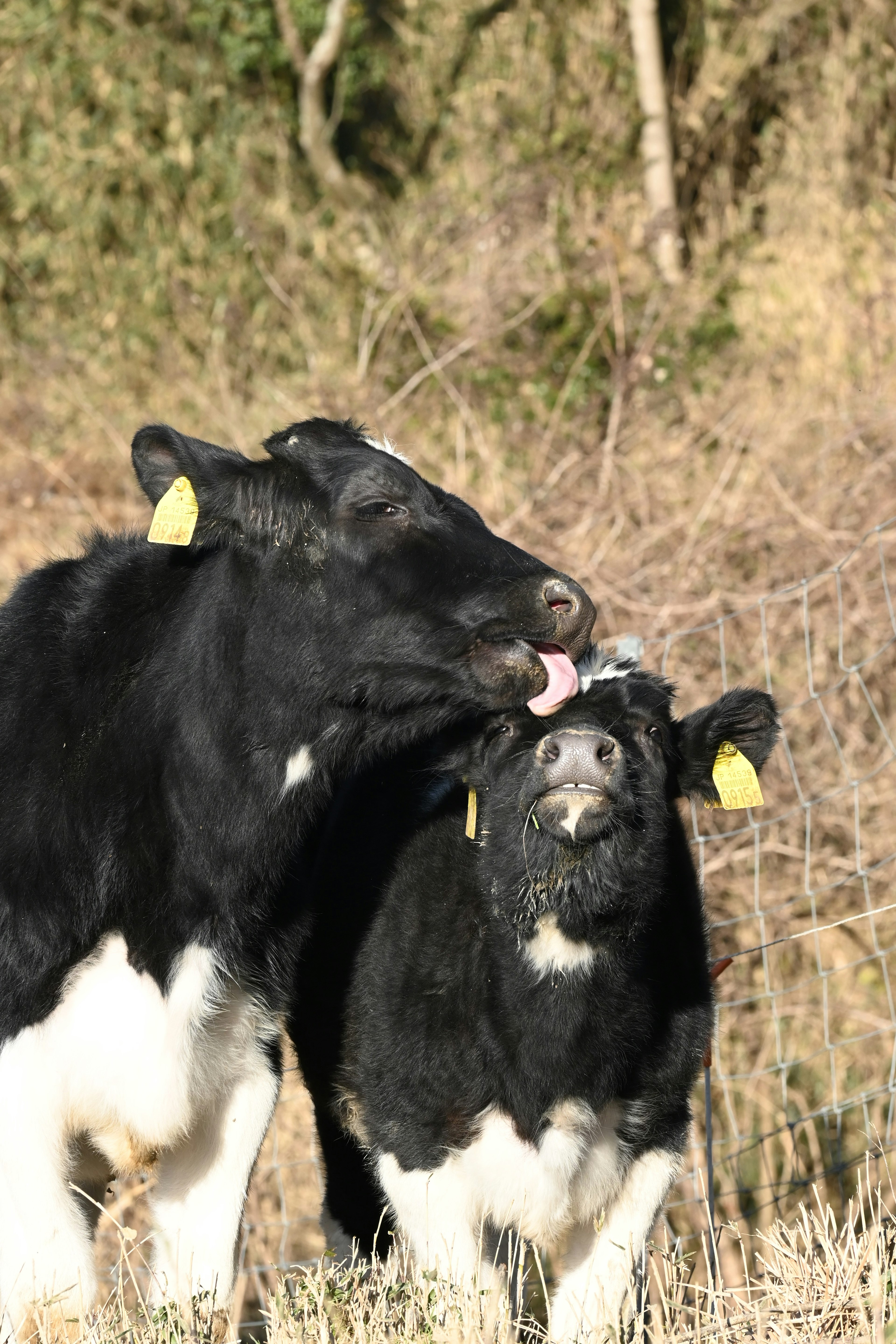 Black cows affectionately interacting in a natural setting