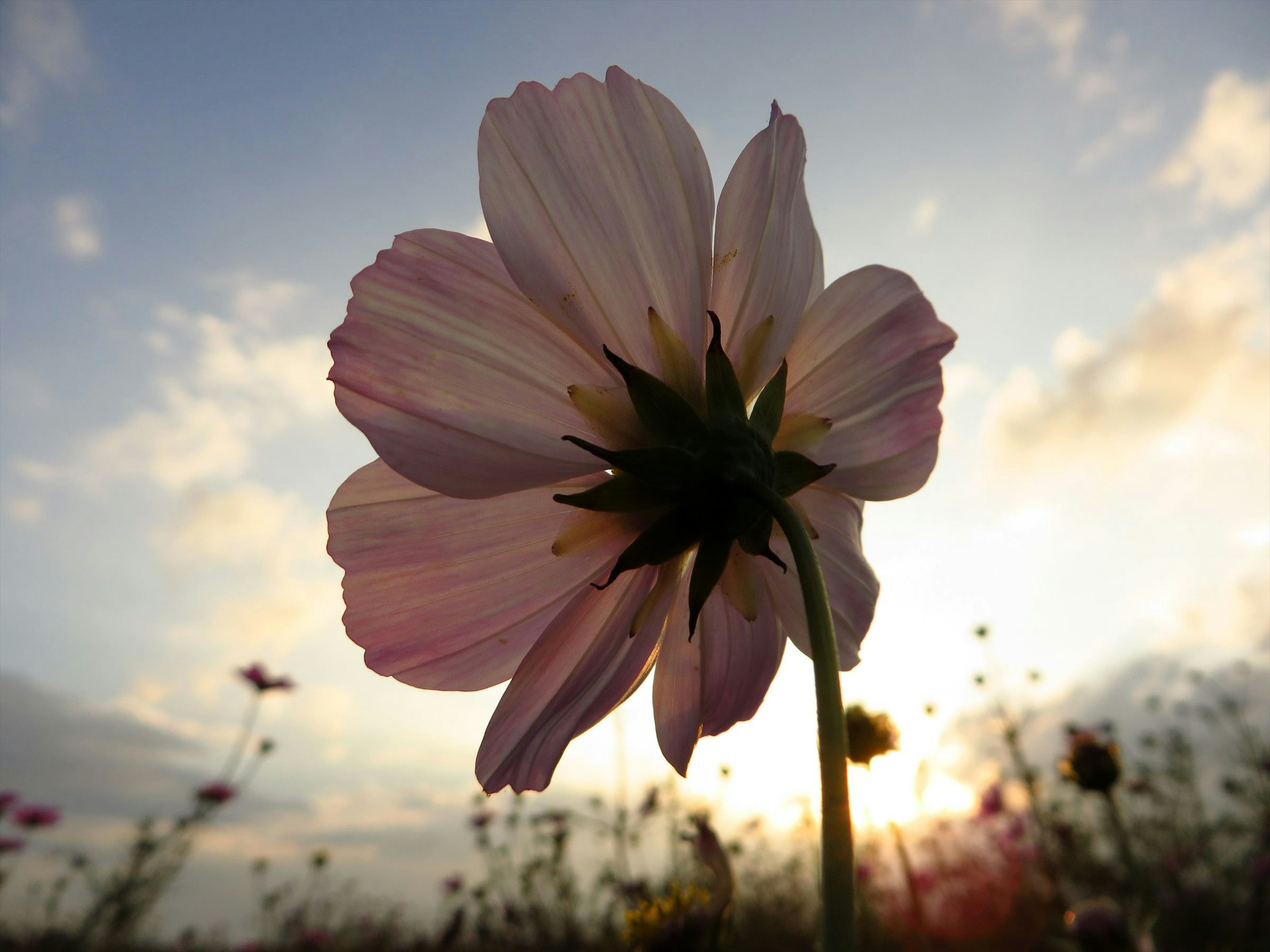 Silhouette of a pale pink flower against a sunset sky