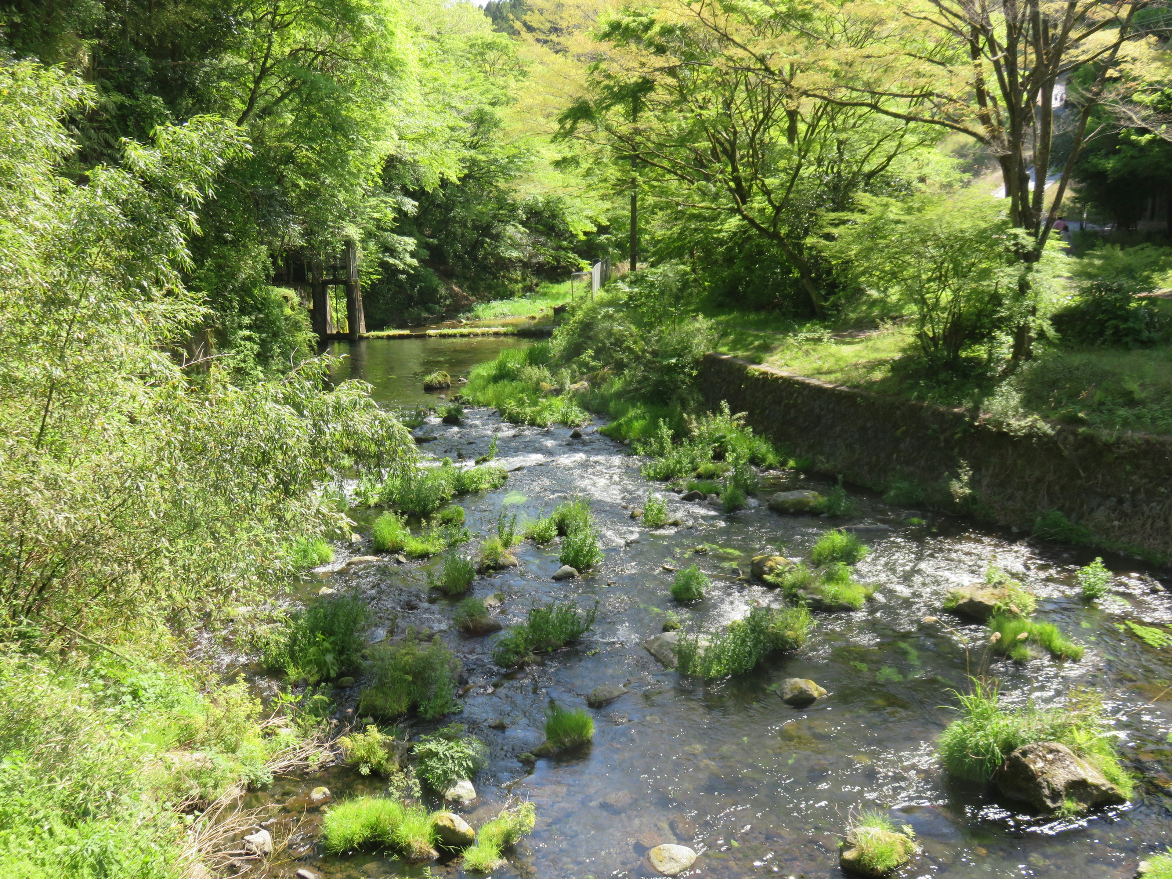 Eine malerische Aussicht auf einen Fluss, umgeben von üppigen grünen Bäumen und Gras