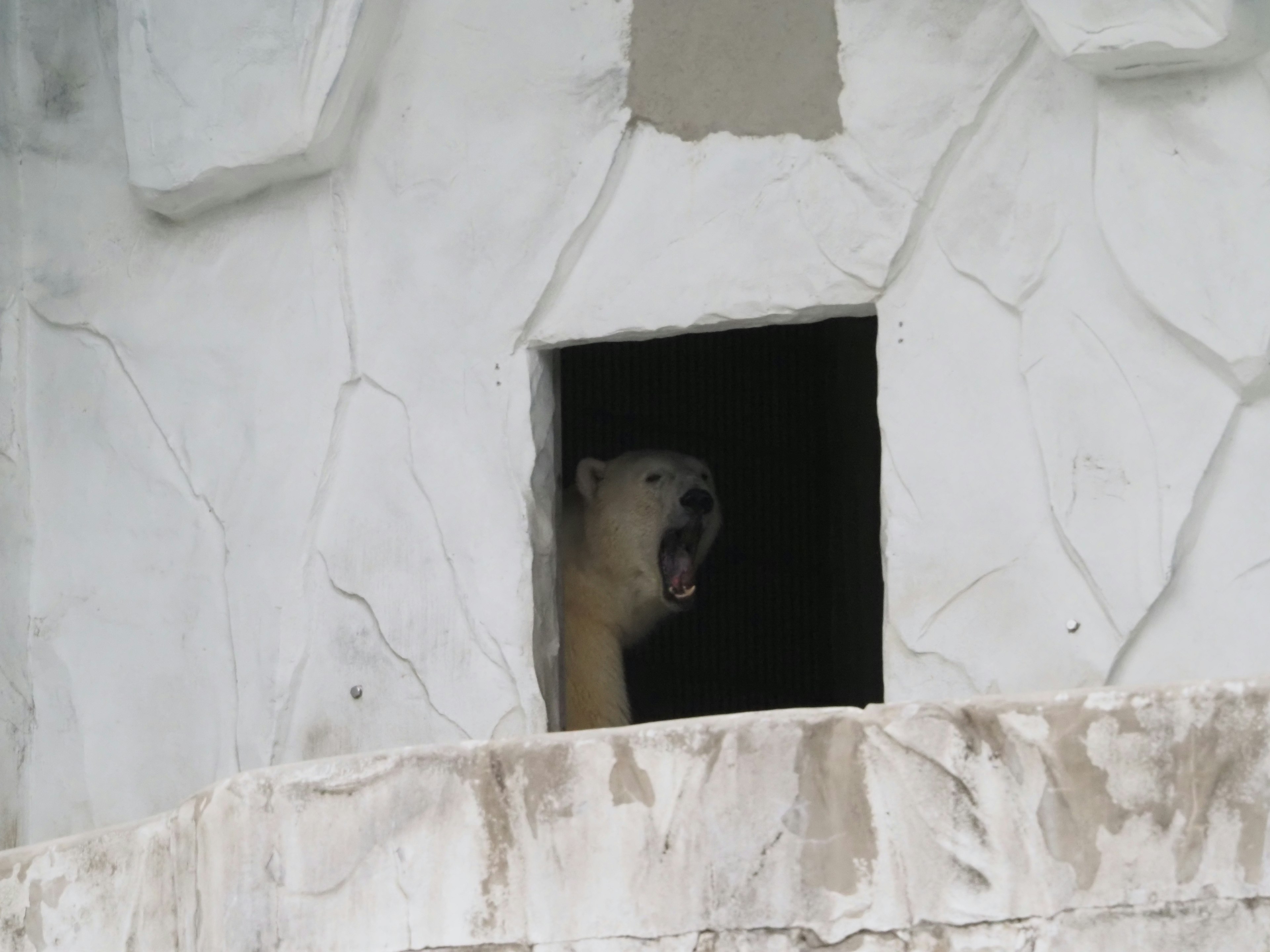 Ein Eisbär, der in einem Unterschlupf gähnt