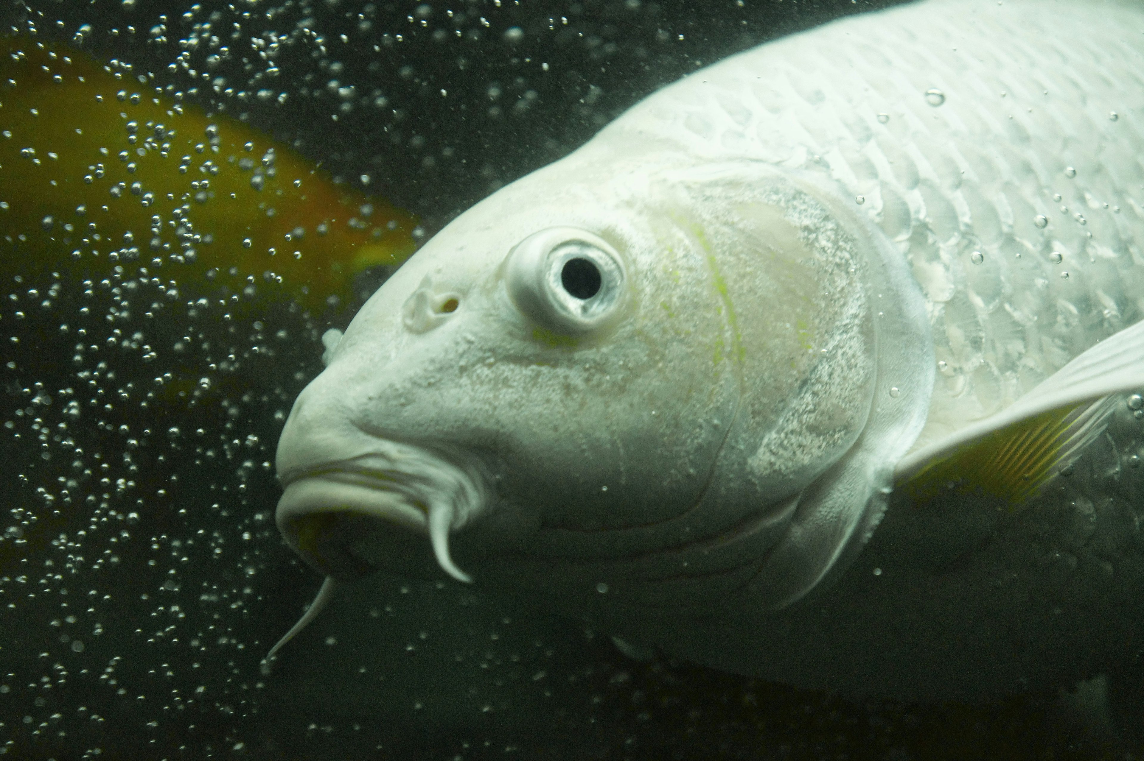 Primo piano di un pesce bianco circondato da bolle in acqua