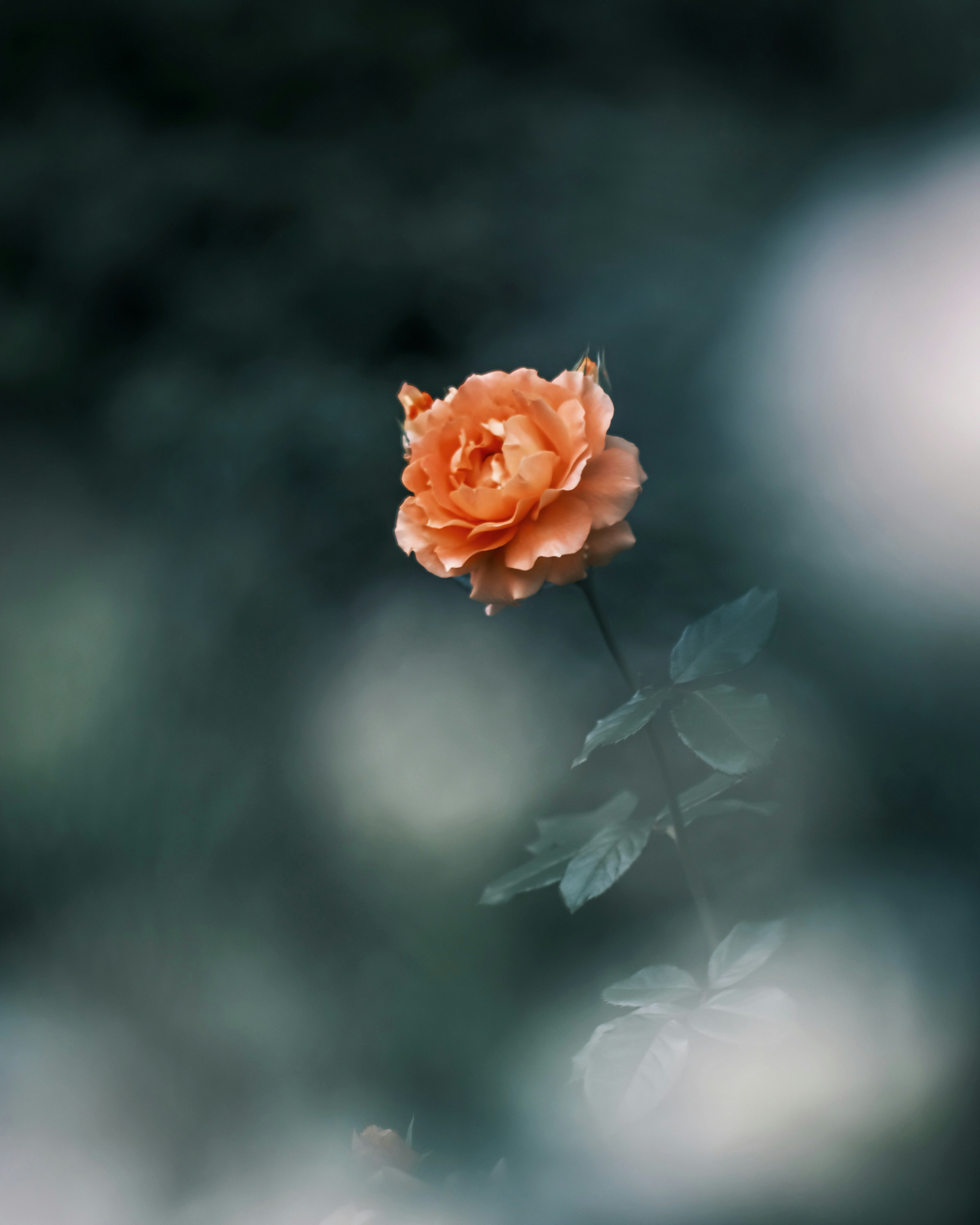 An orange rose stands out against a blurred green background