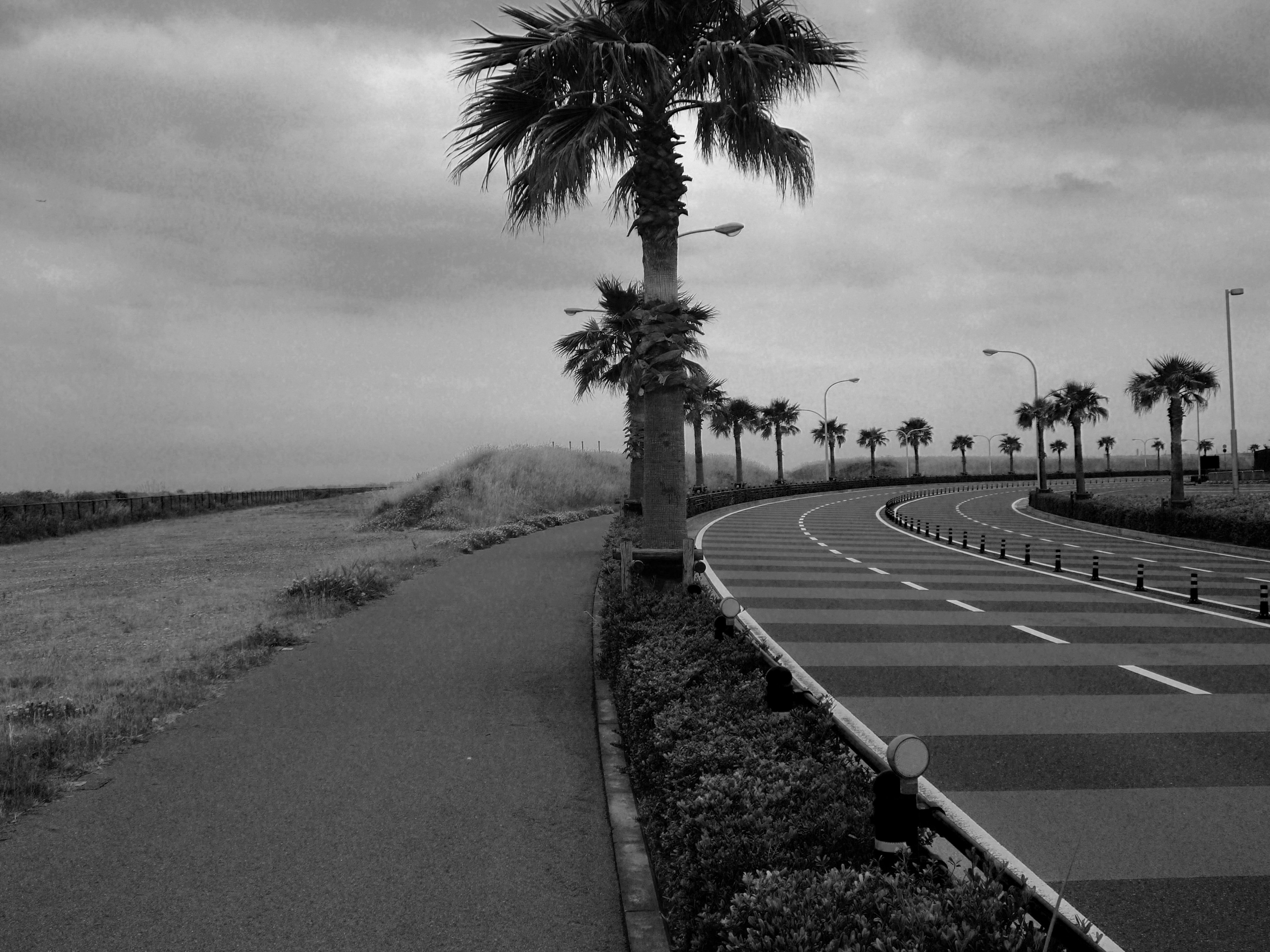 Black and white landscape with palm trees and road