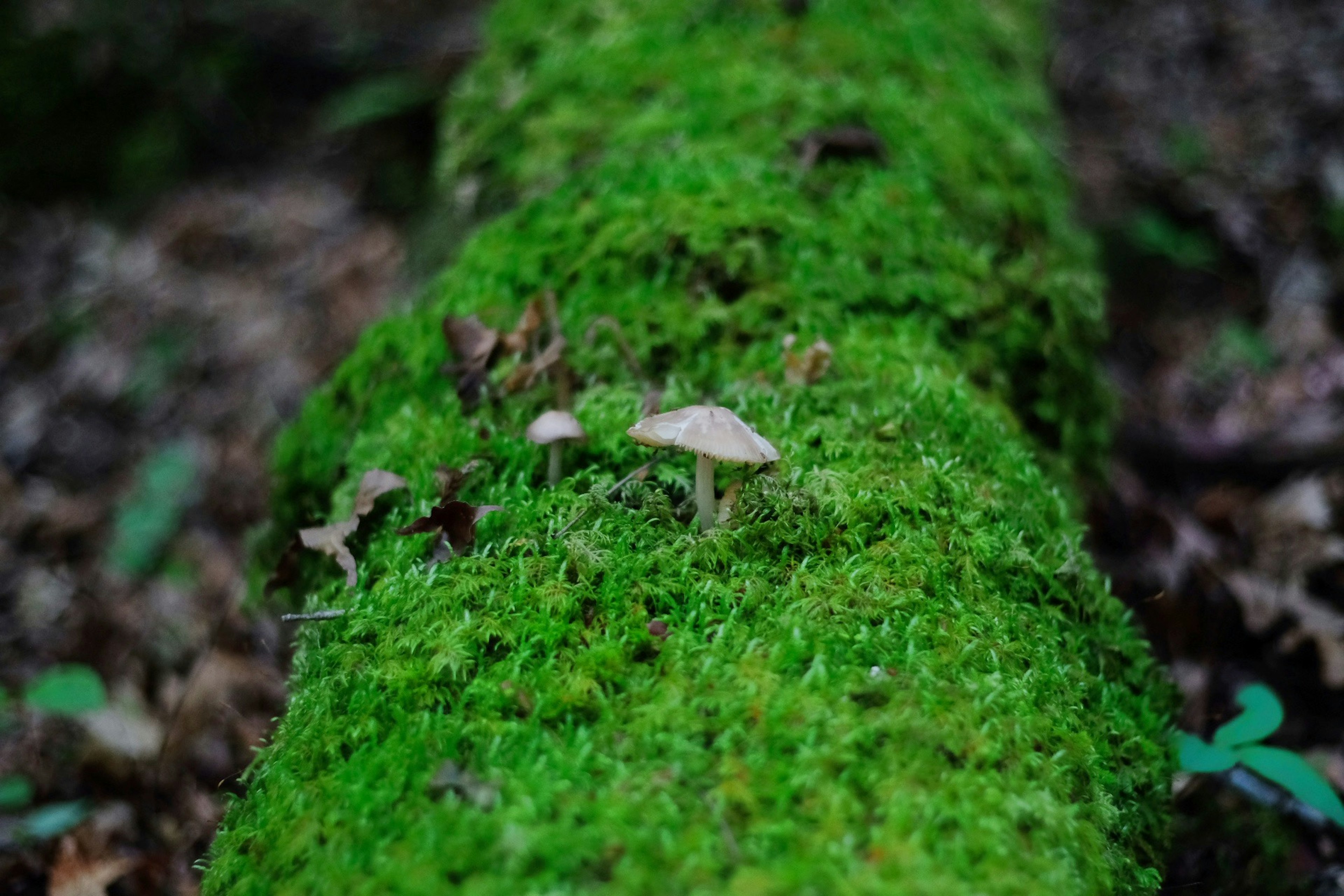 緑の苔に覆われた木の幹と小さなキノコ