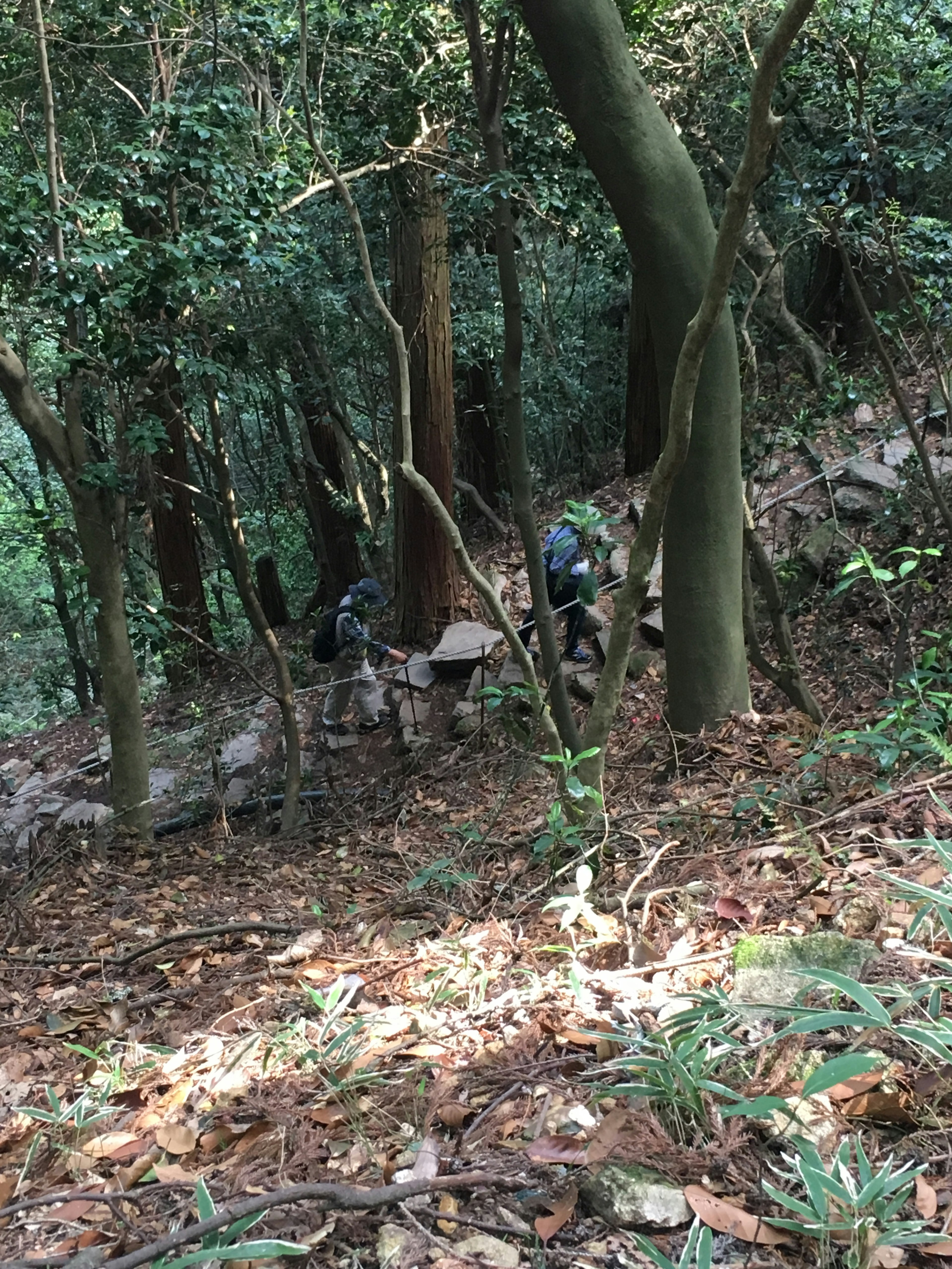 森林の中を歩く人々と豊かな緑の植生