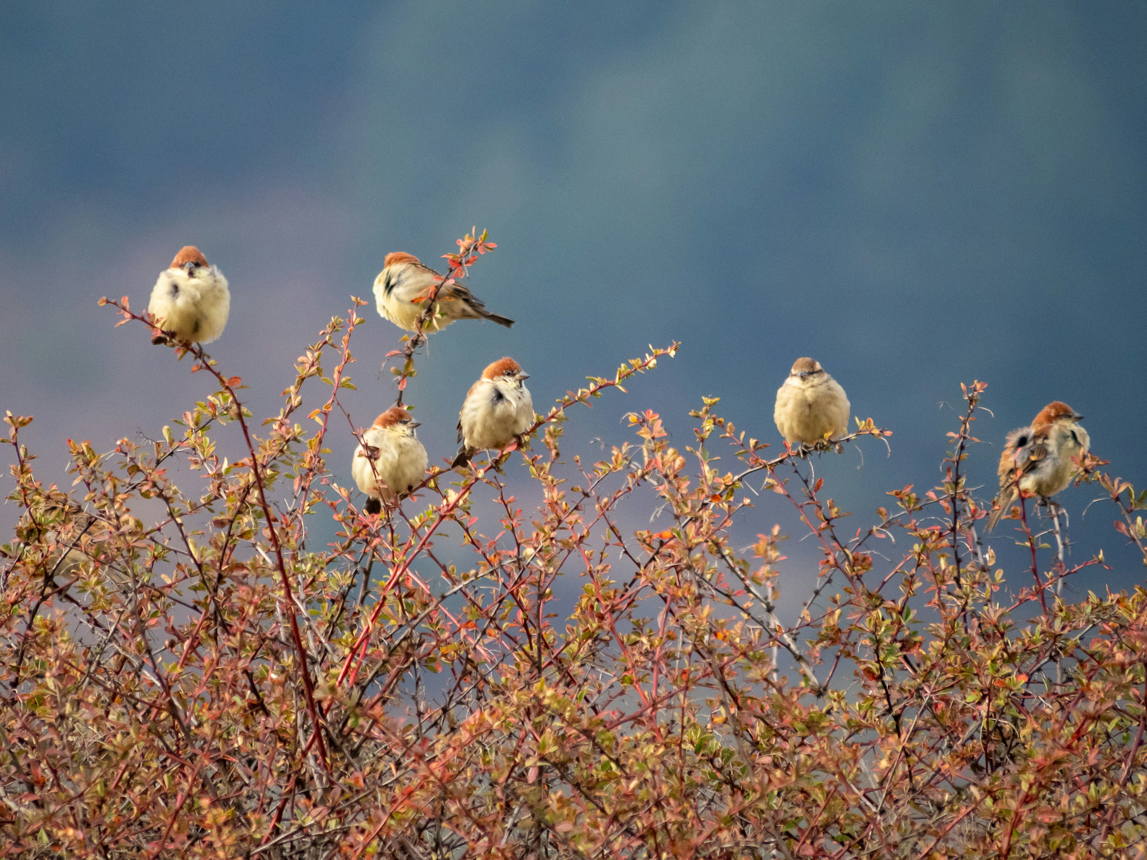 Plusieurs moineaux perchés sur des branches avec un arrière-plan flou