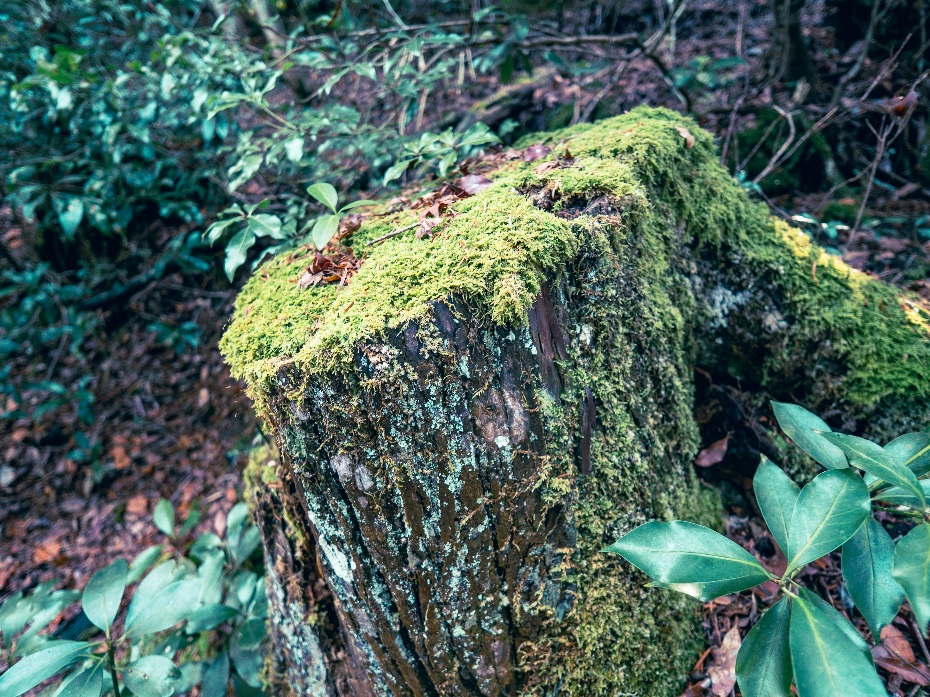 Primer plano de un tocón de árbol cubierto de musgo verde en un entorno forestal