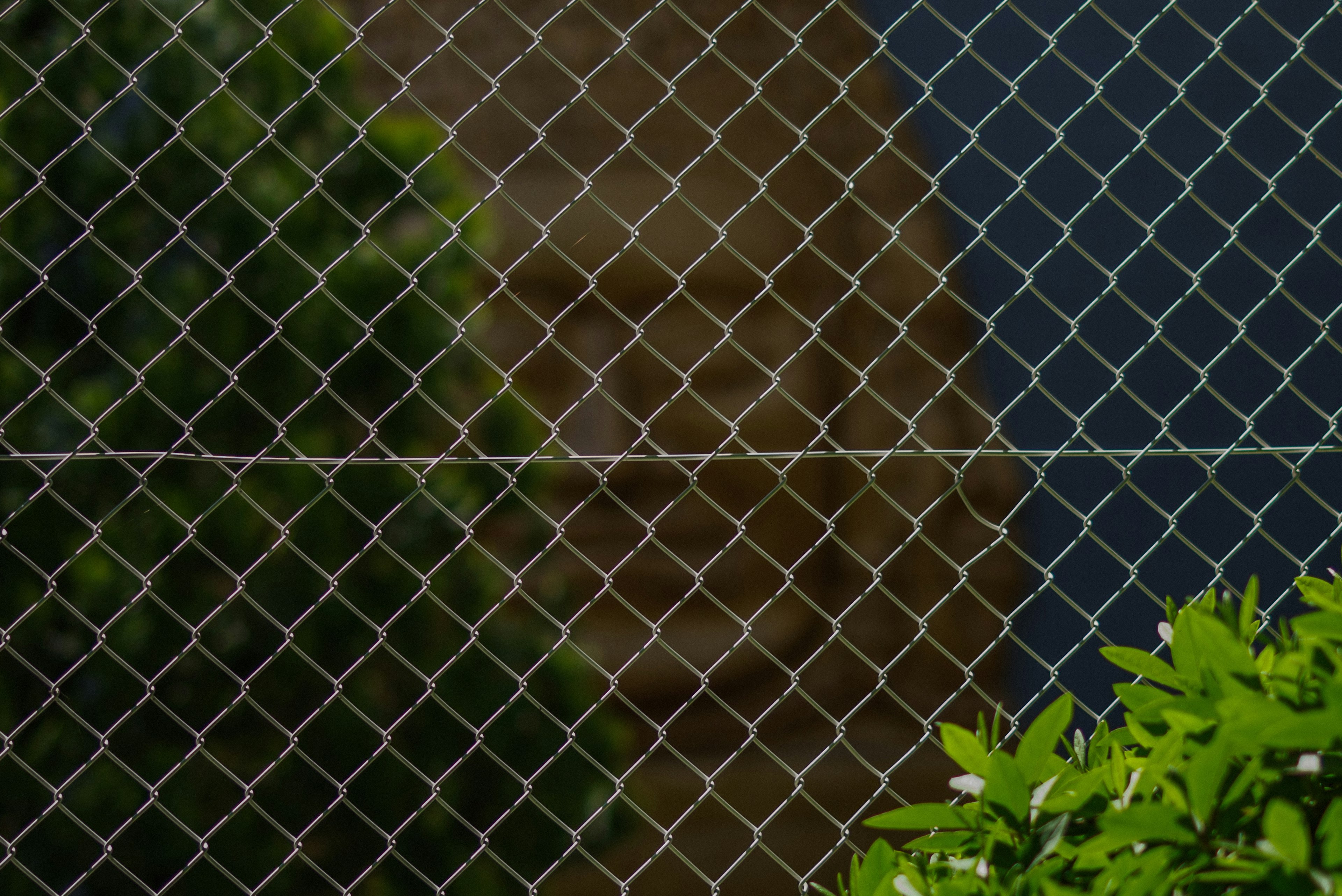 Green plants in front of a chain-link fence with a blurred building behind