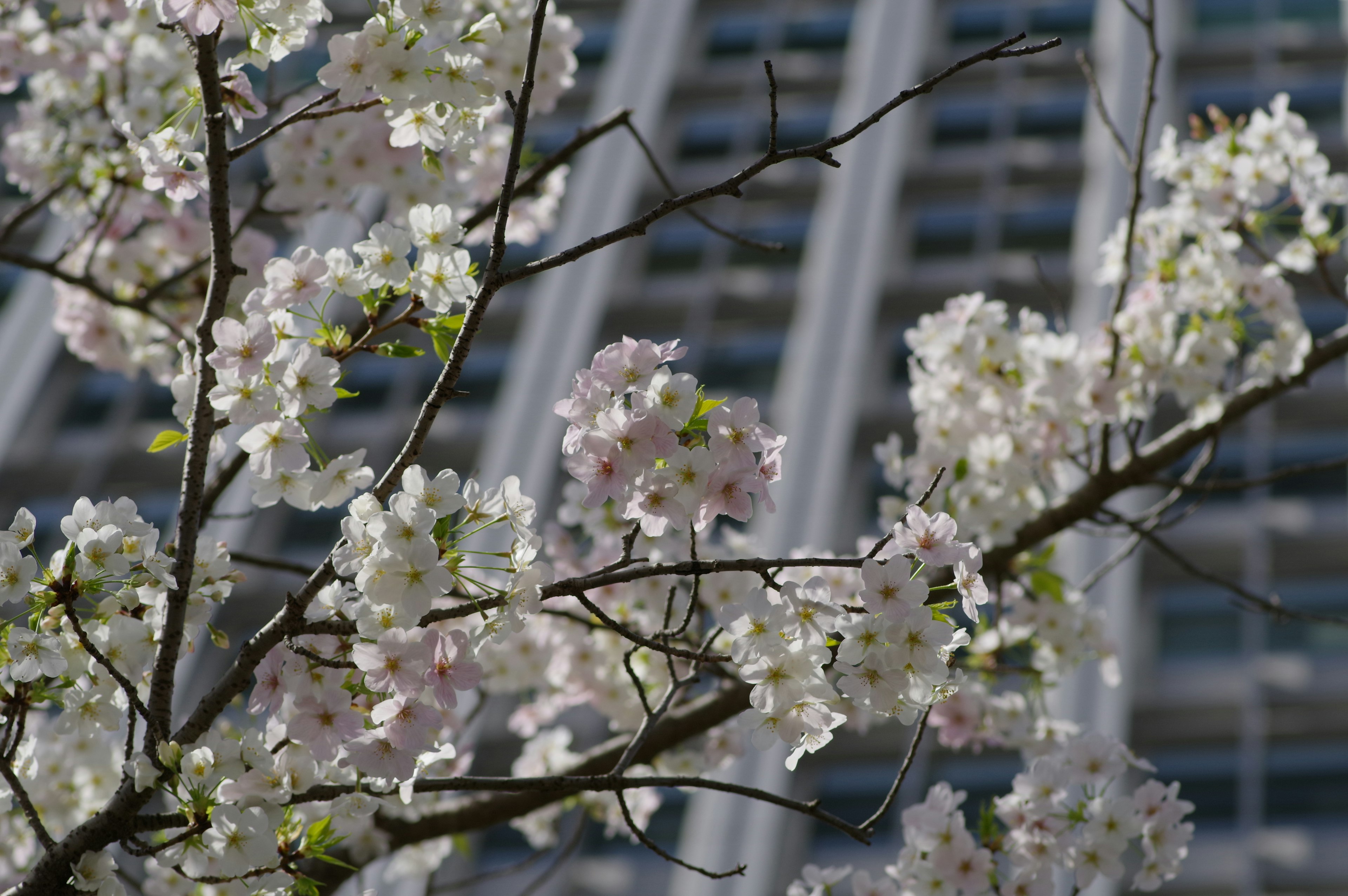 Kirschbaum mit weißen Blüten vor einem modernen Gebäude