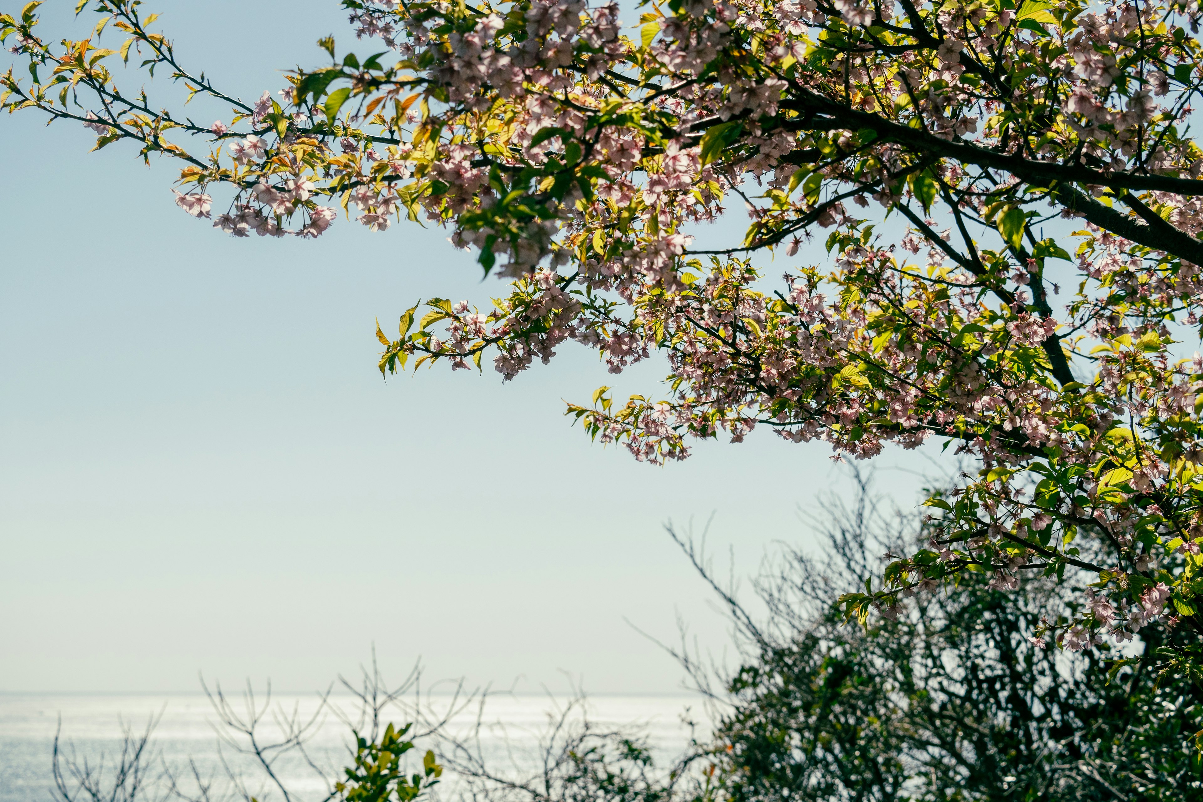 Kirschblüten blühen unter einem klaren Himmel mit grünen Blättern