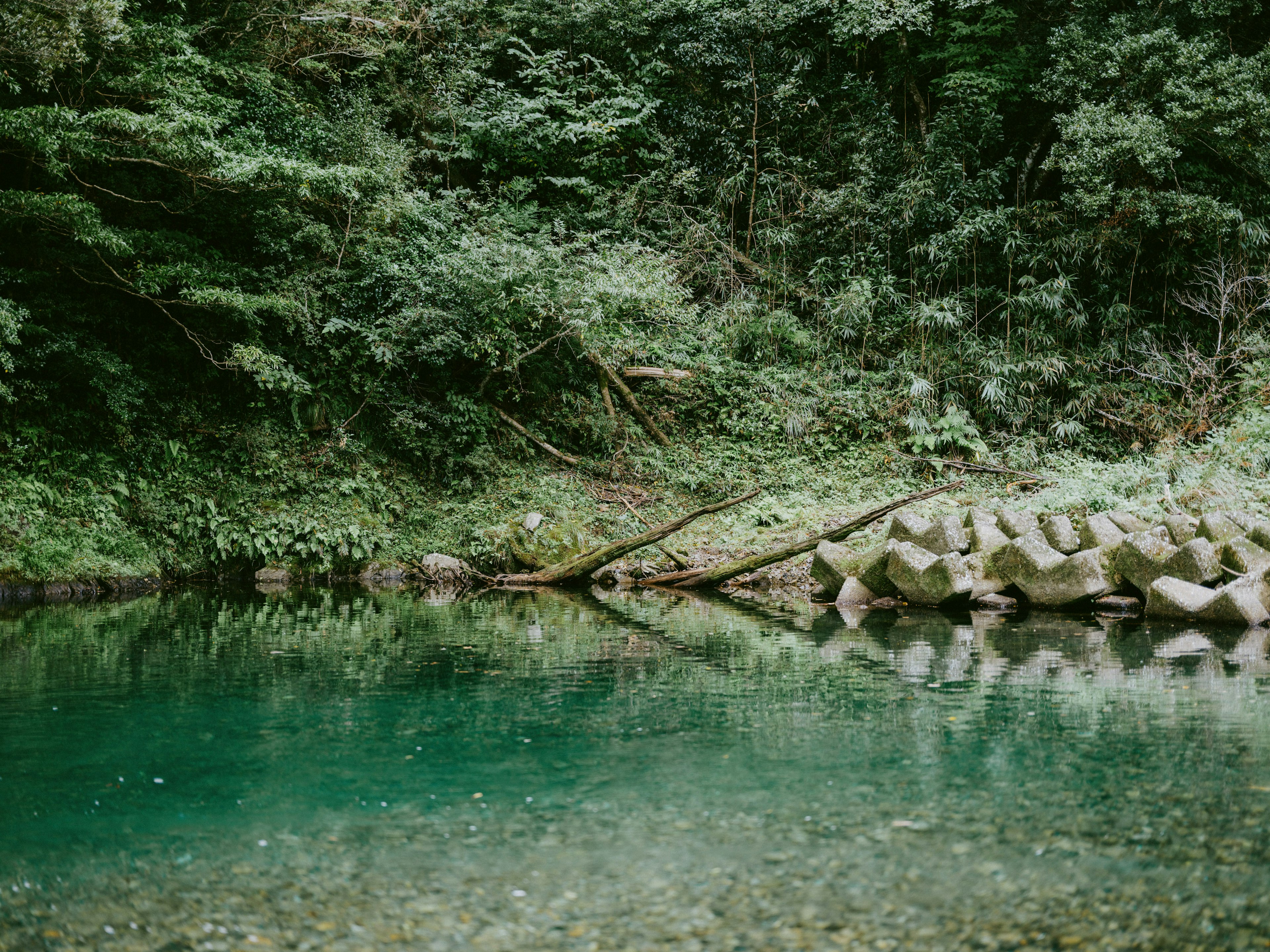 Pemandangan sungai yang tenang dikelilingi oleh pepohonan dengan pantulan pohon di air