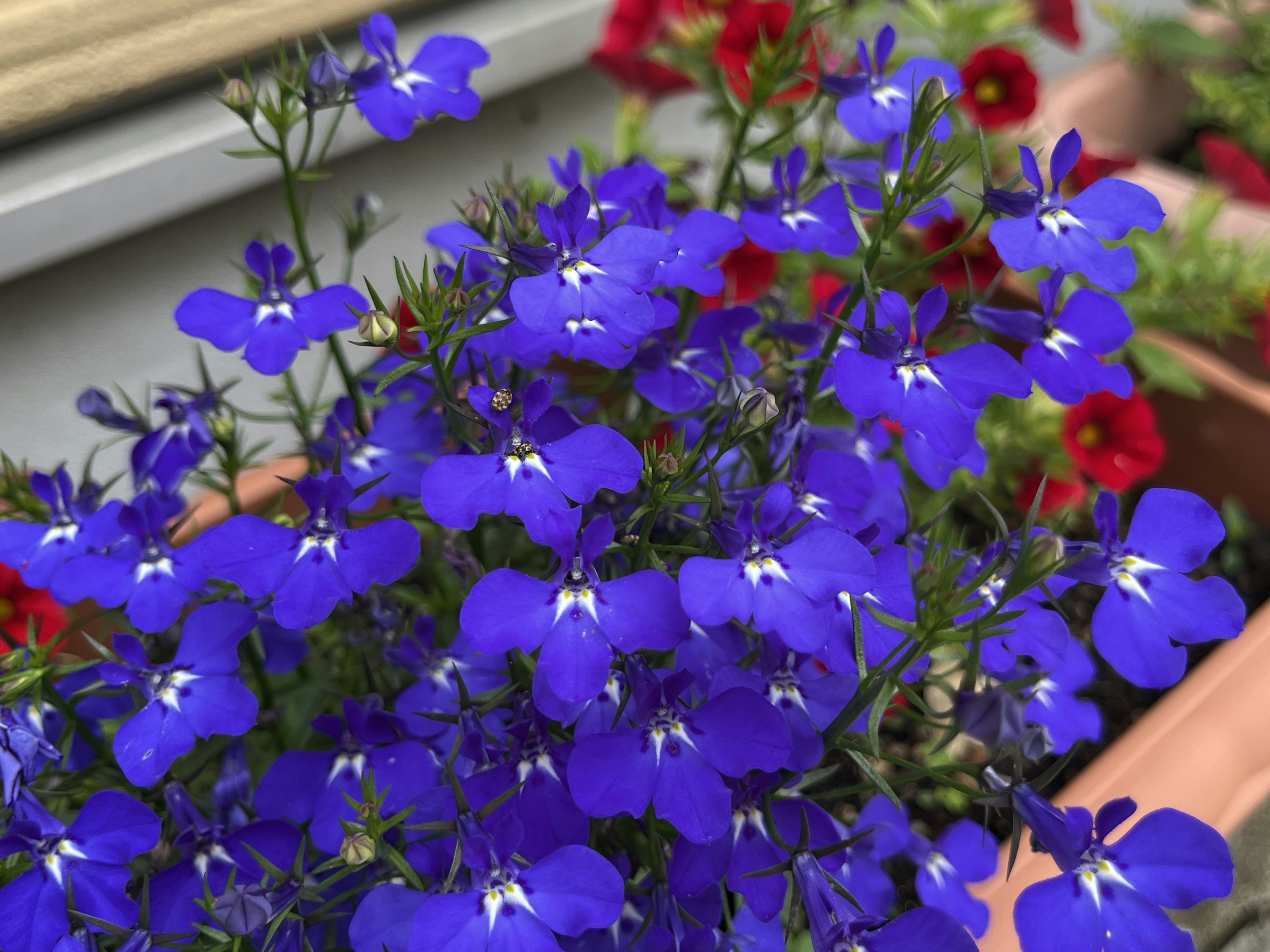 Fleurs bleues vibrantes fleurissant dans une plante en pot