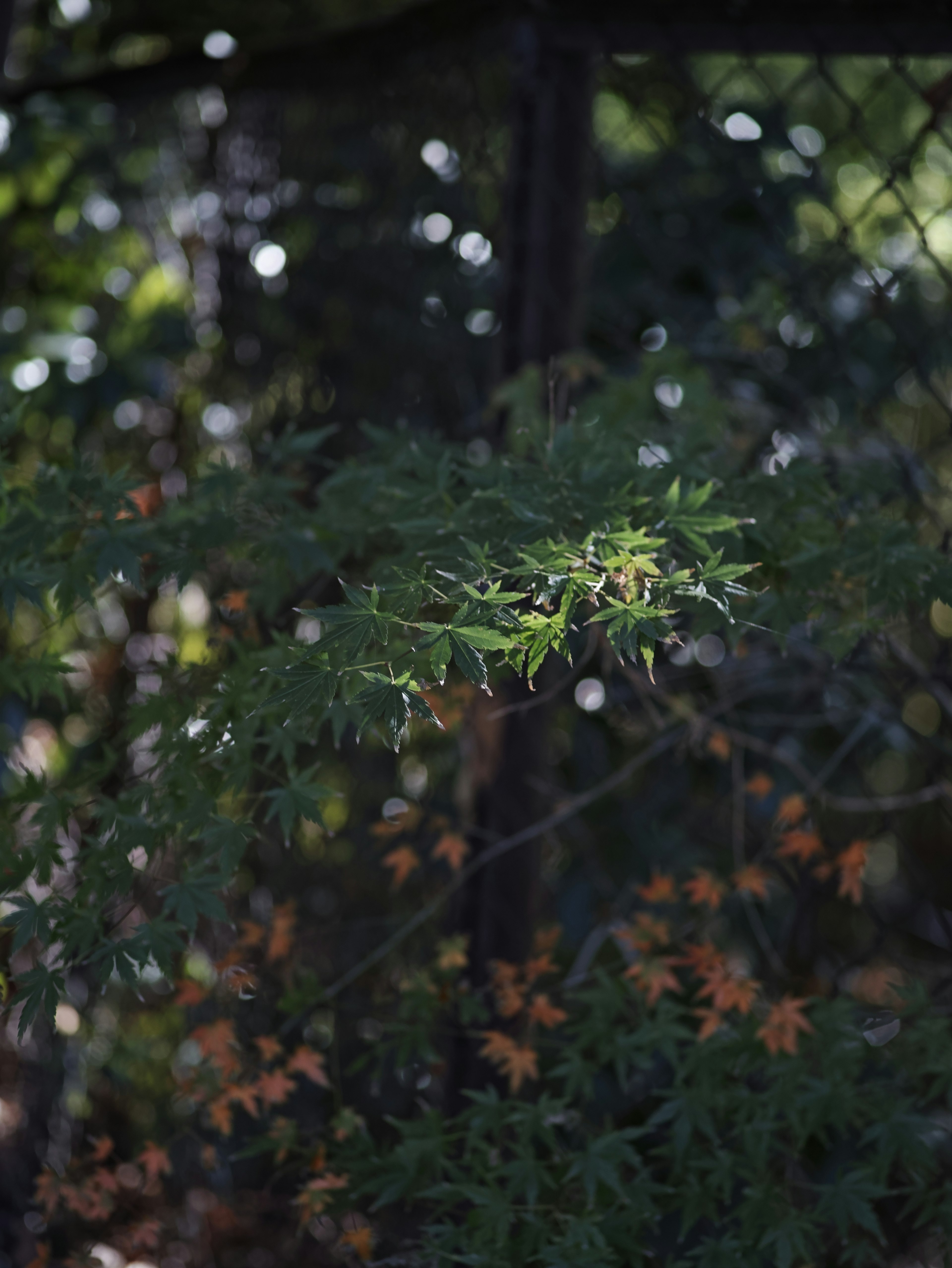 緑の葉とオレンジの葉が混在する植物のクローズアップ 背景にはフェンスとぼんやりした光