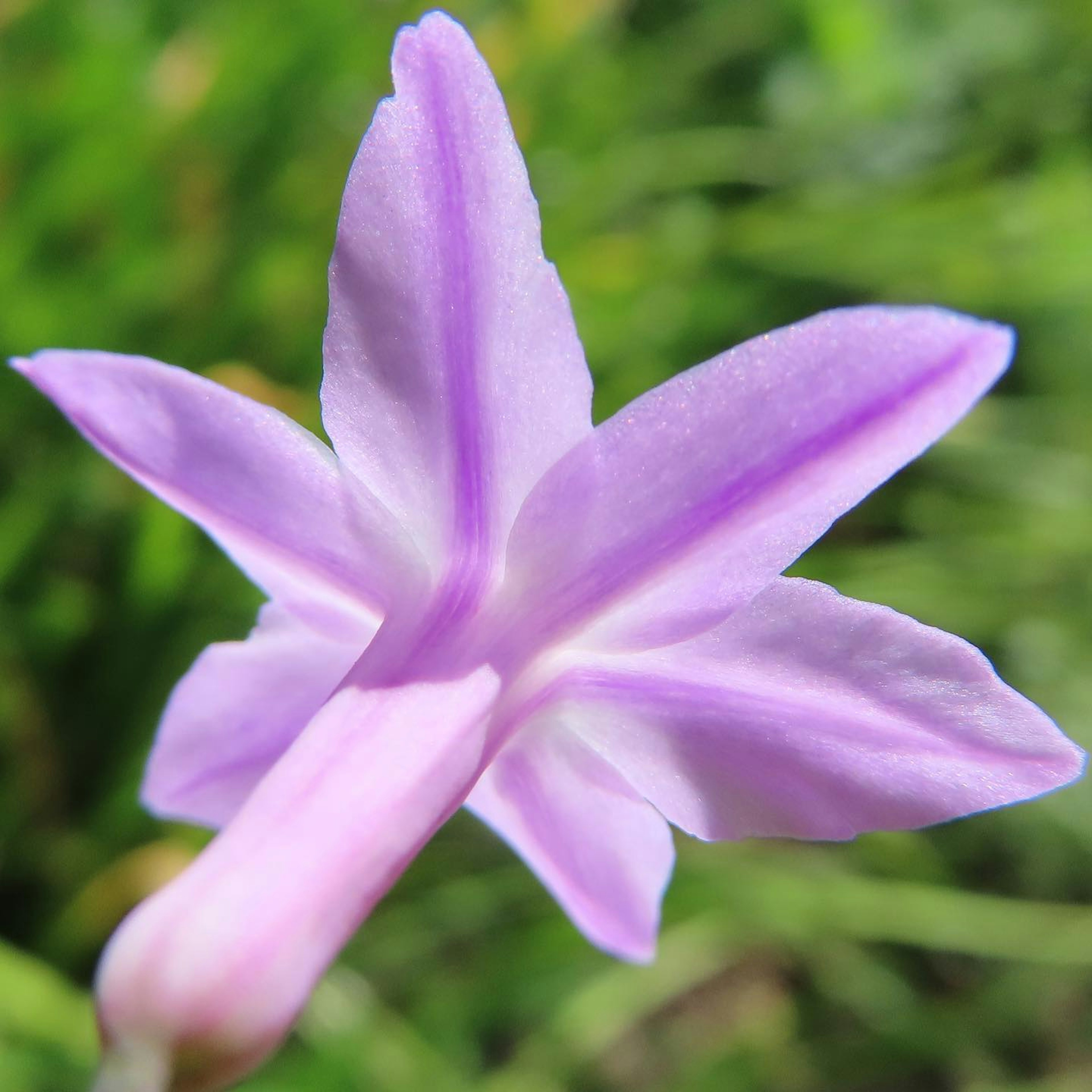 Gros plan sur une belle fleur violet clair sur fond vert