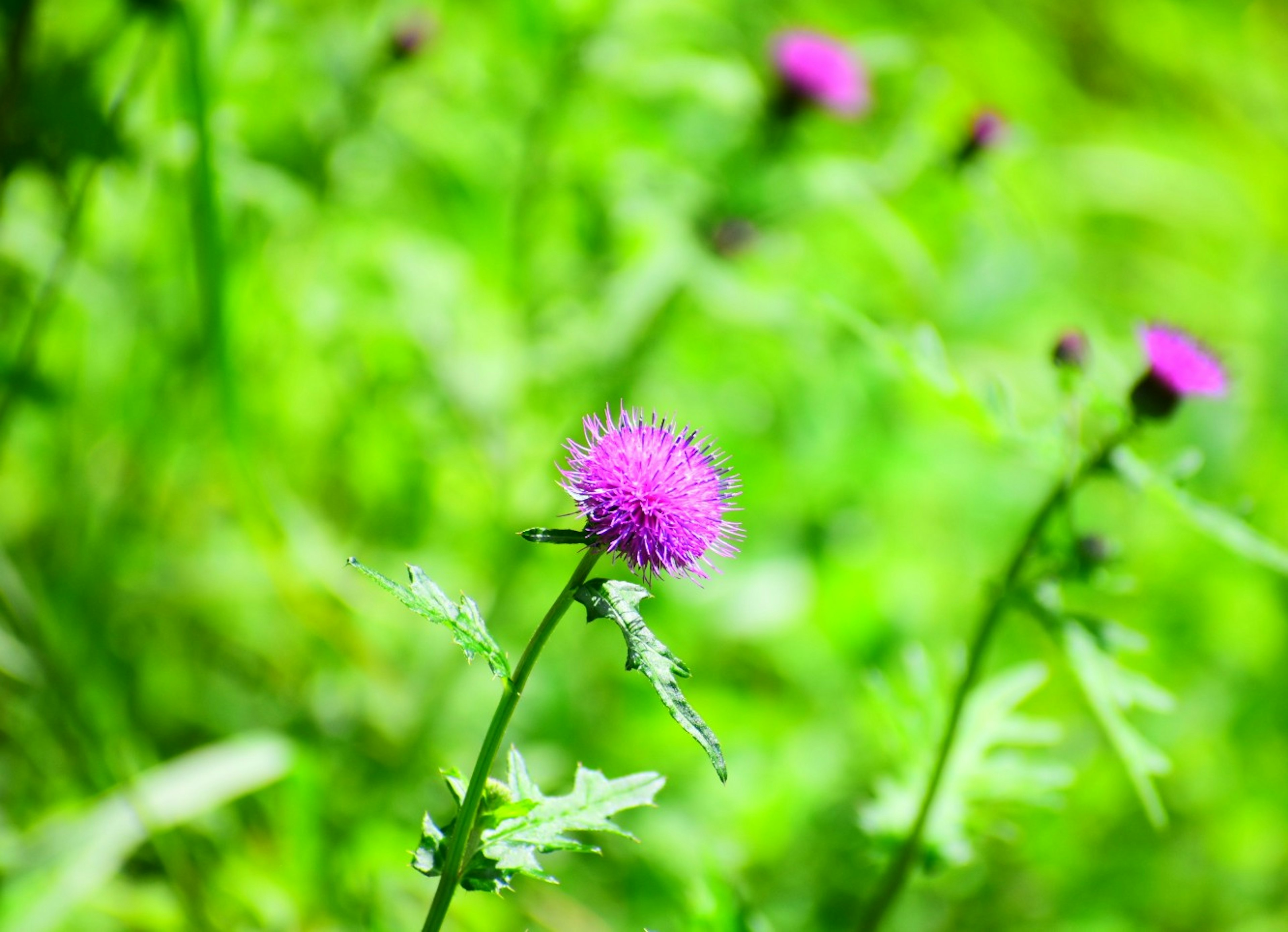 Vibrant purple flower blooming against a green background