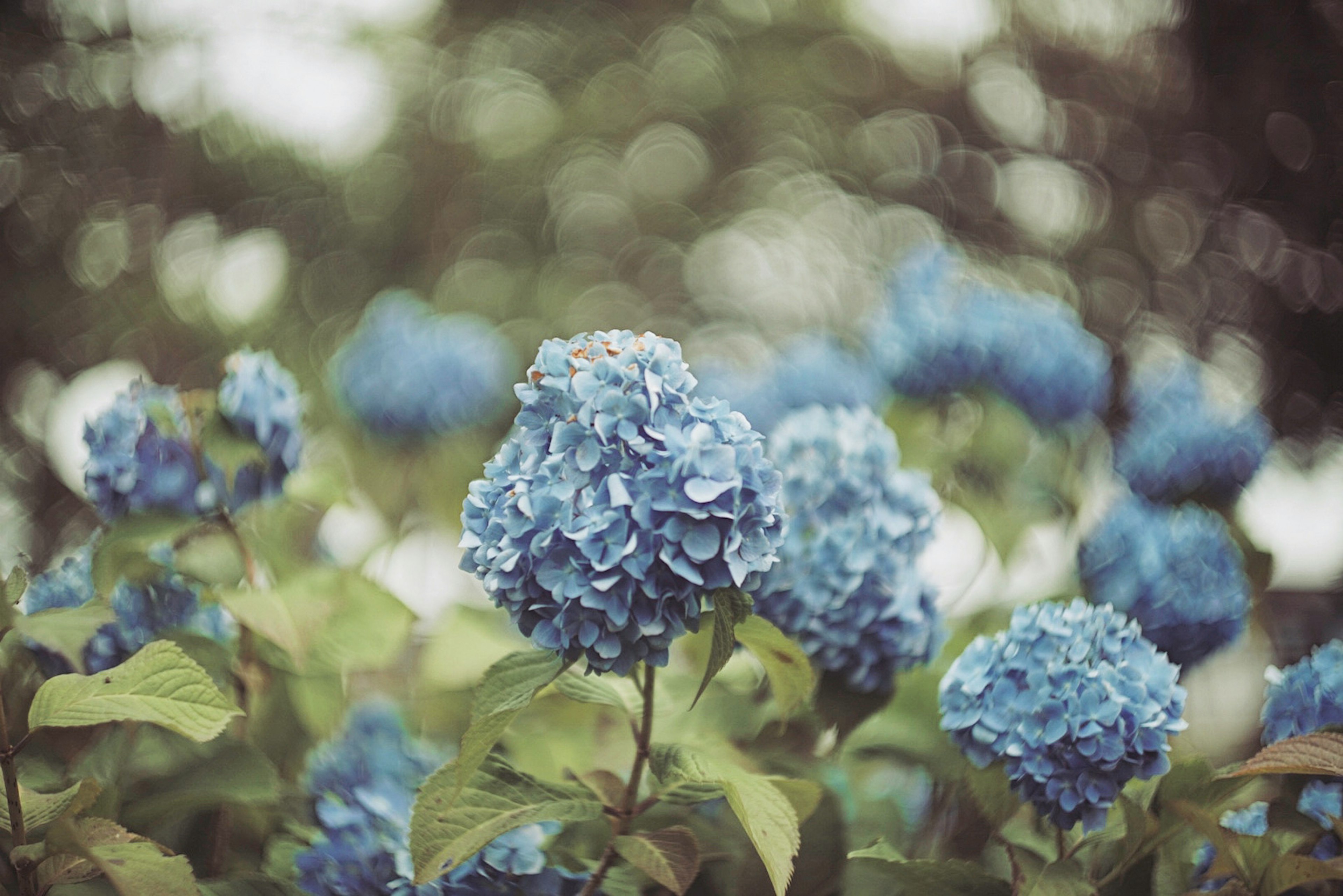 青いアジサイの花が咲いている風景　背景はぼやけている