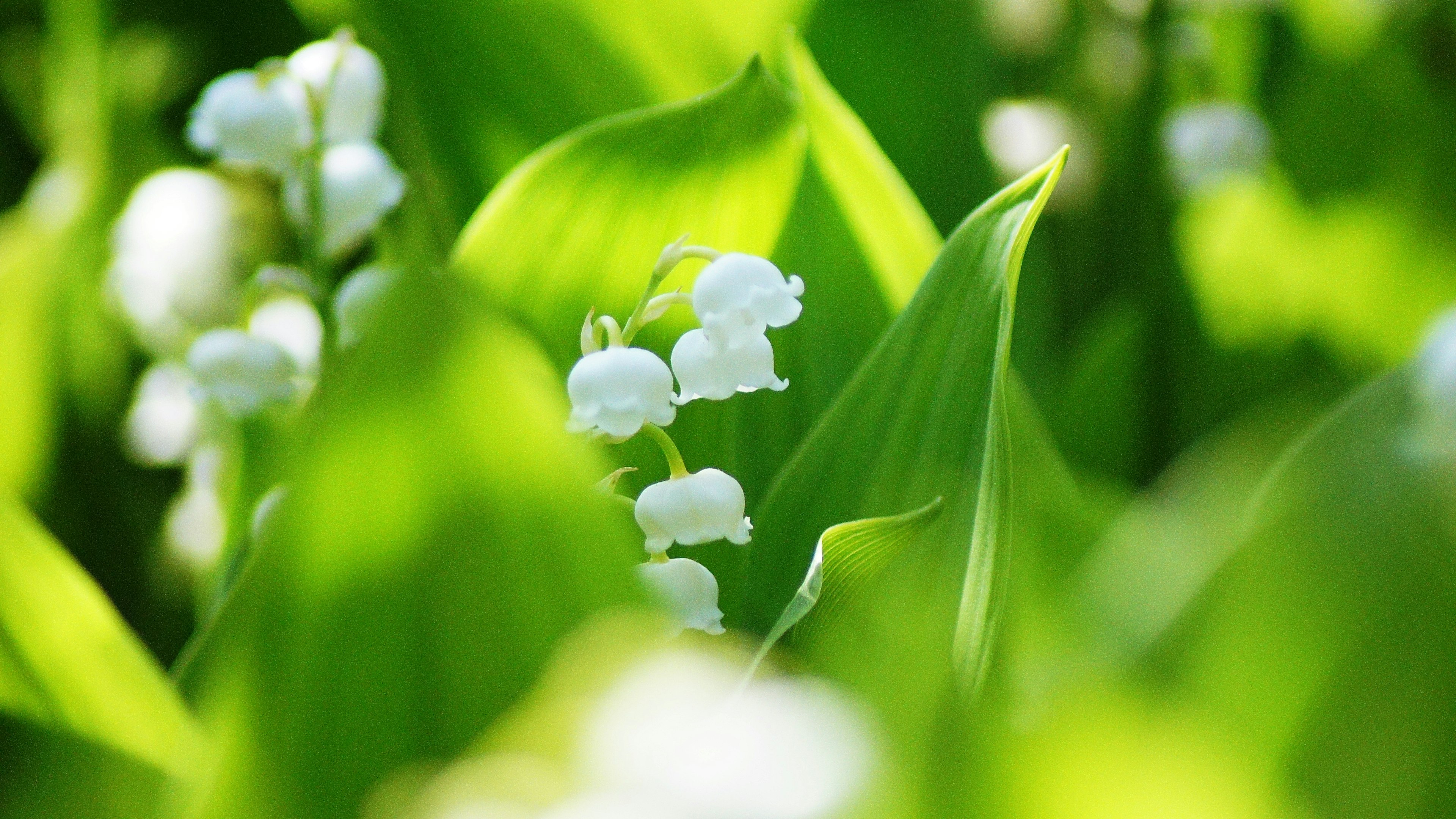 Delicate white lily of the valley flowers nestled among vibrant green leaves