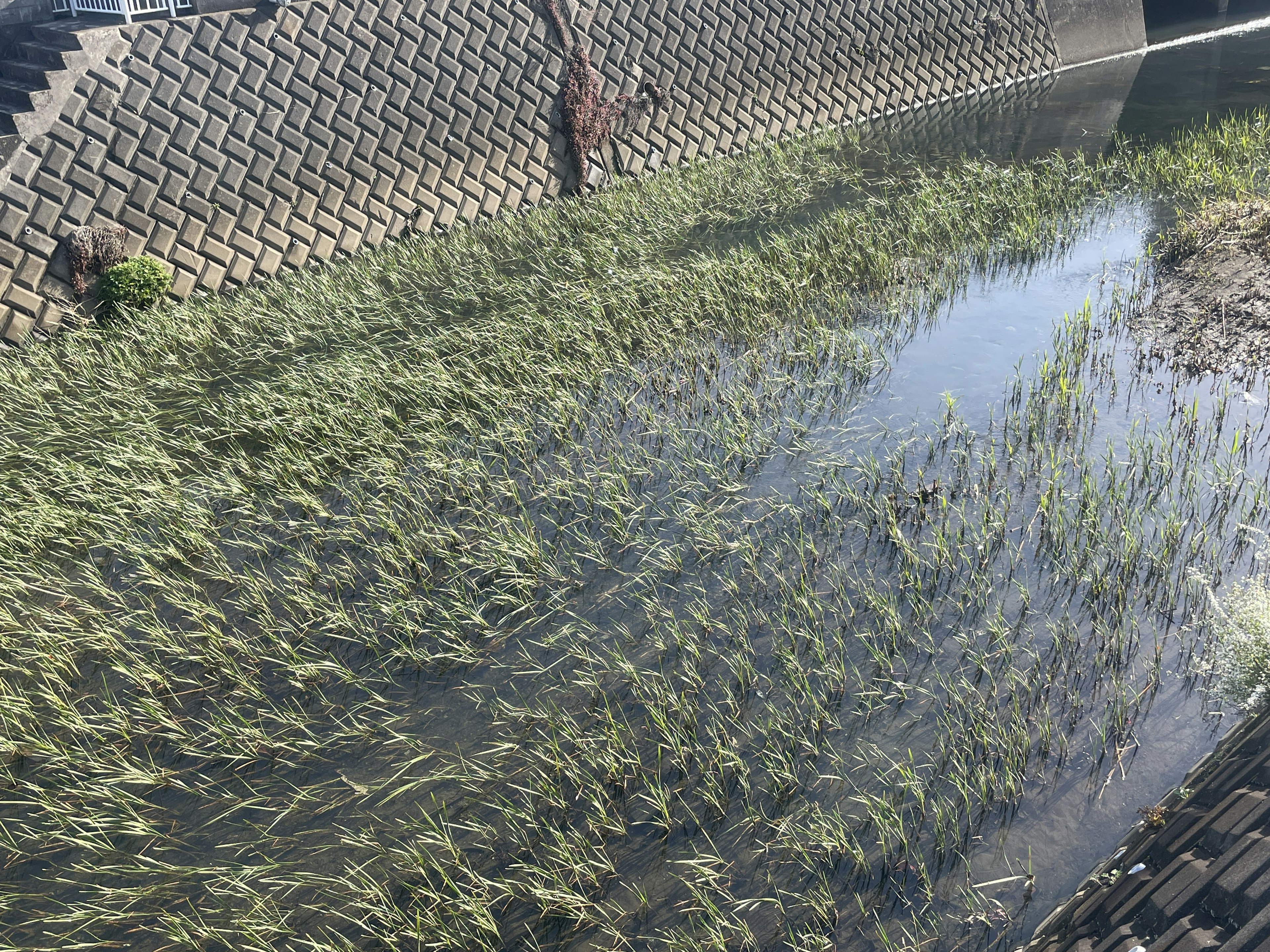 Lush rice plants in a flooded field with textured wall