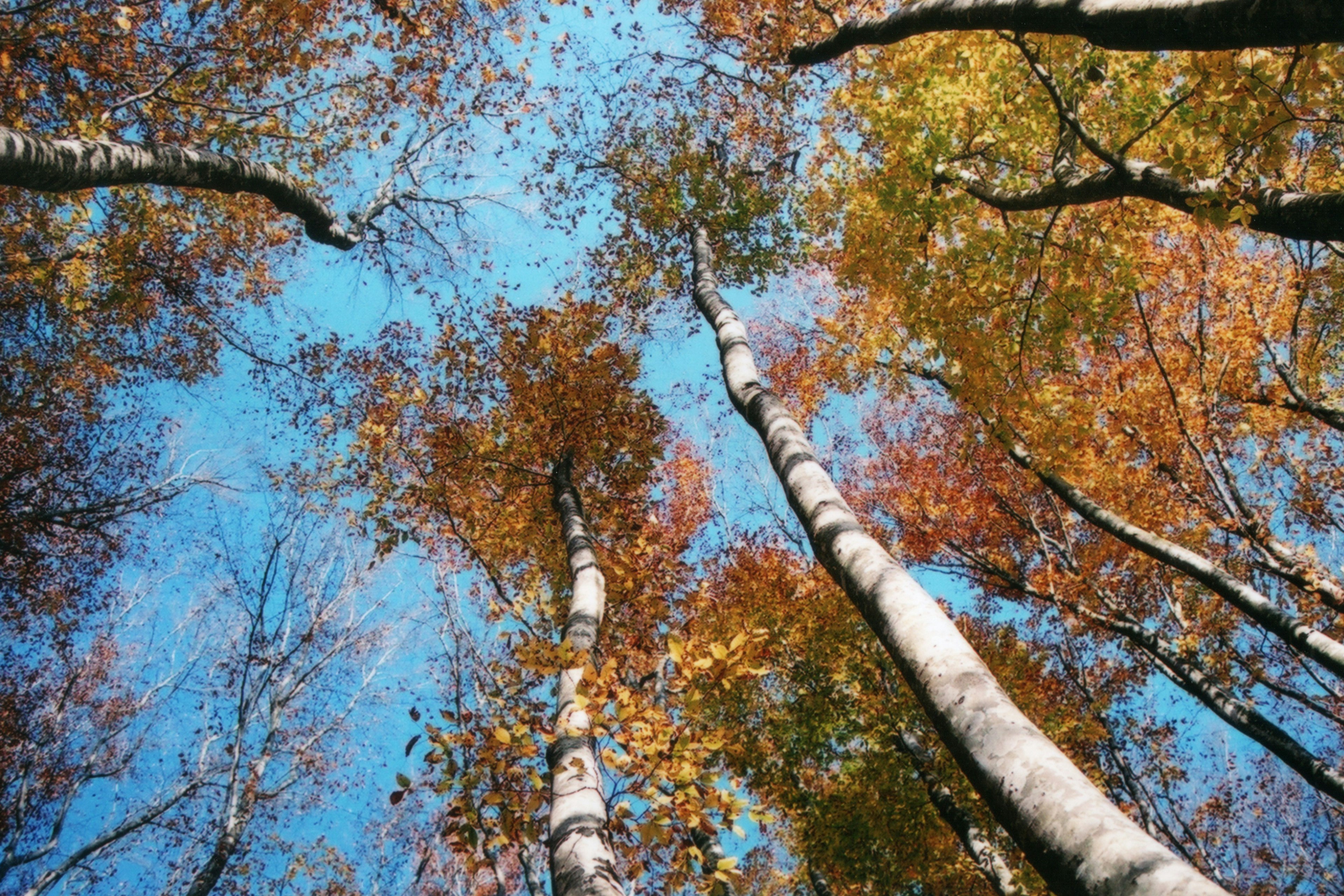 Guardando in alto verso le foglie autunnali colorate su alberi di betulla sotto un cielo blu