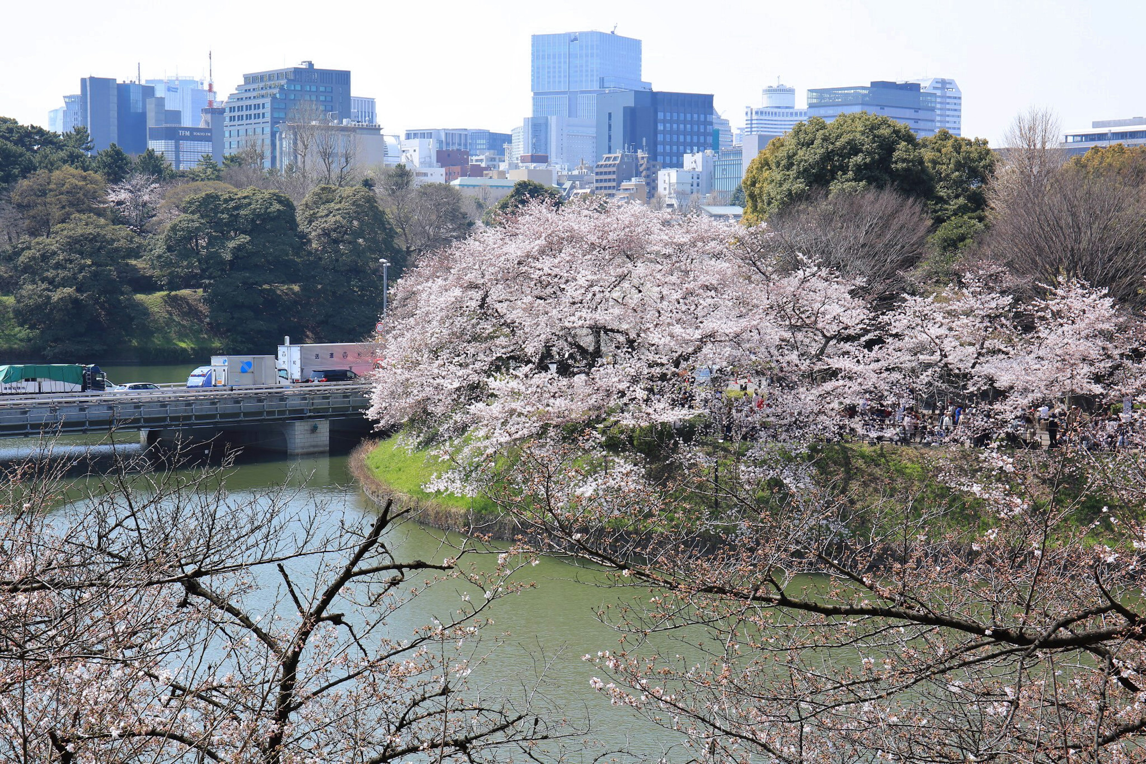 View of cherry blossom trees and a pond in Tokyo