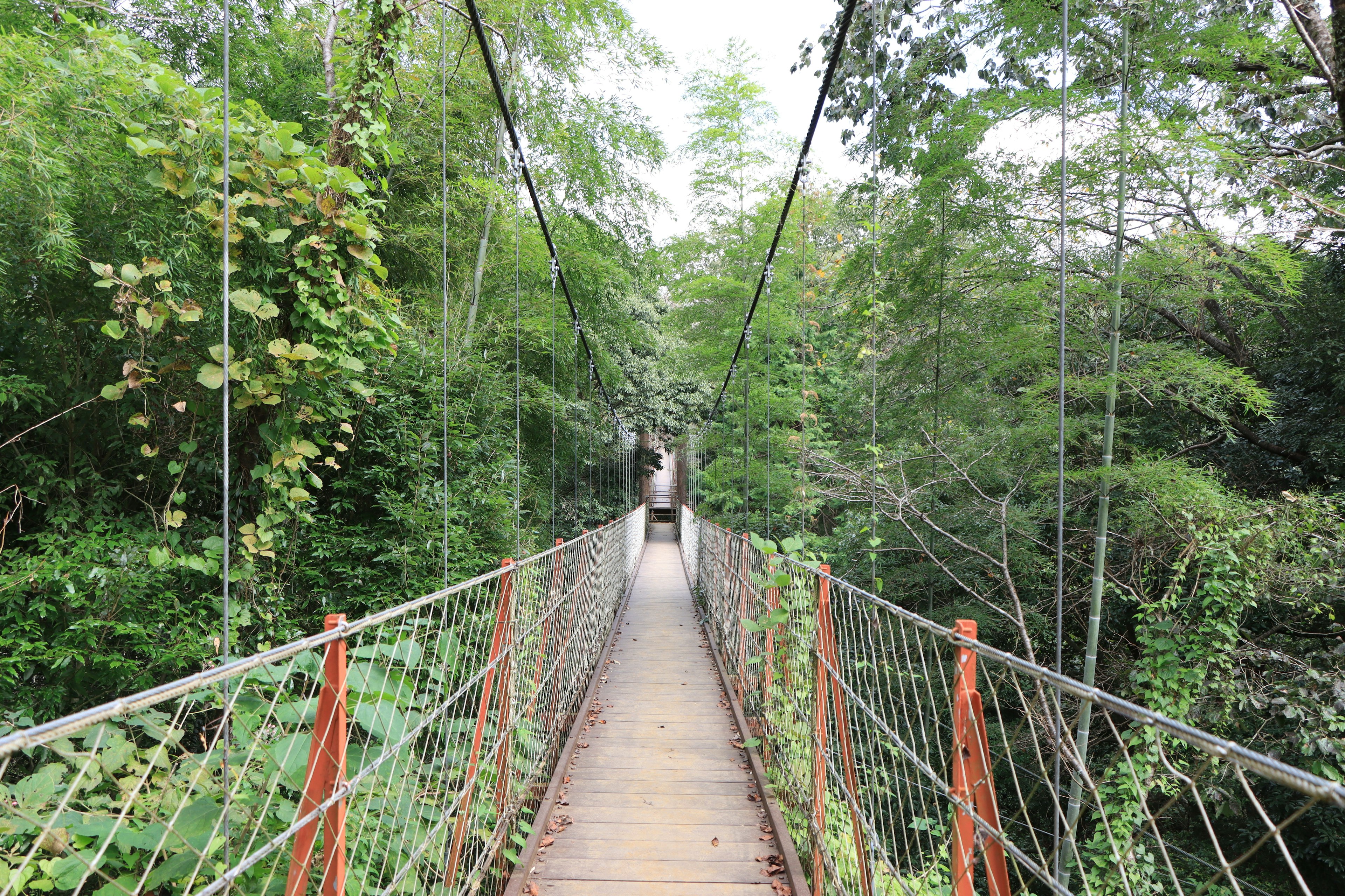 Pont suspendu entouré d'arbres verts luxuriants