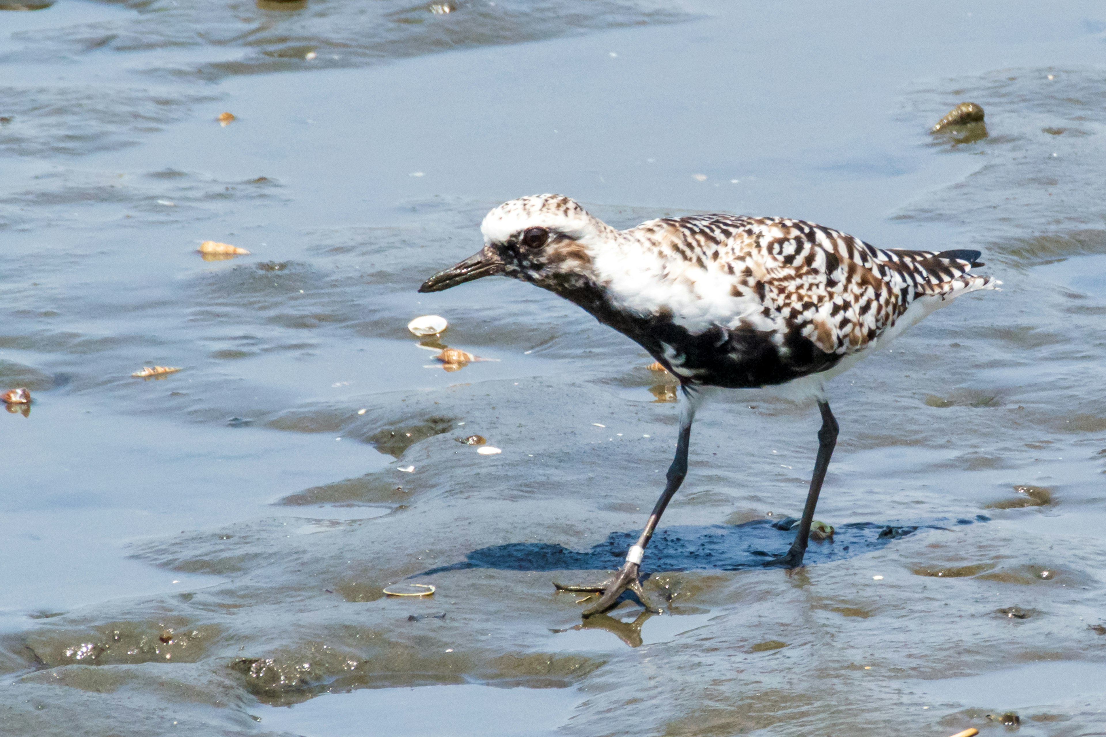 Ein Strandvogel, der auf nassem Sand mit einem gesprenkelten schwarz-weißen Körper läuft