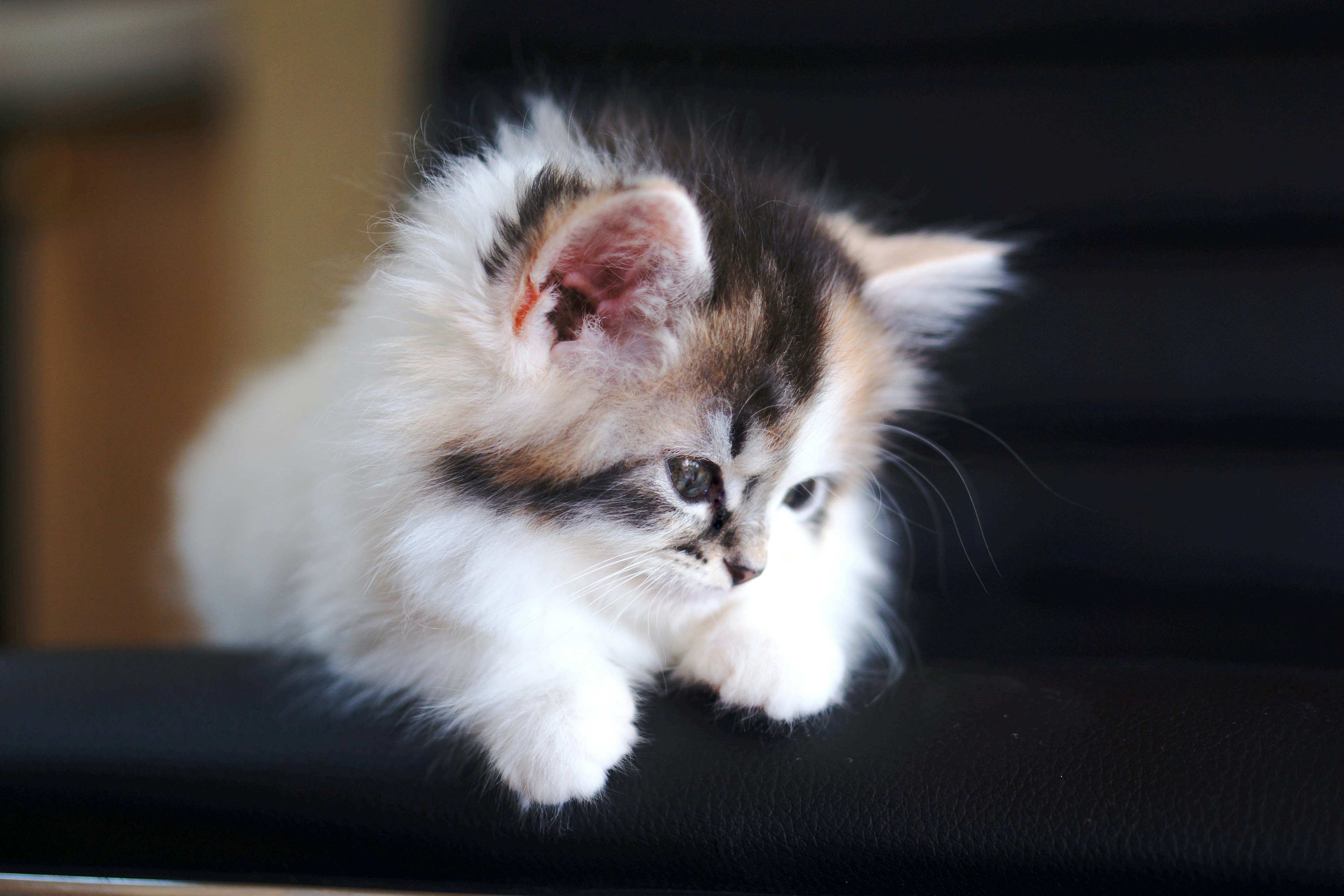 Un chaton duveteux avec un pelage blanc et brun se penche en avant sur une surface noire