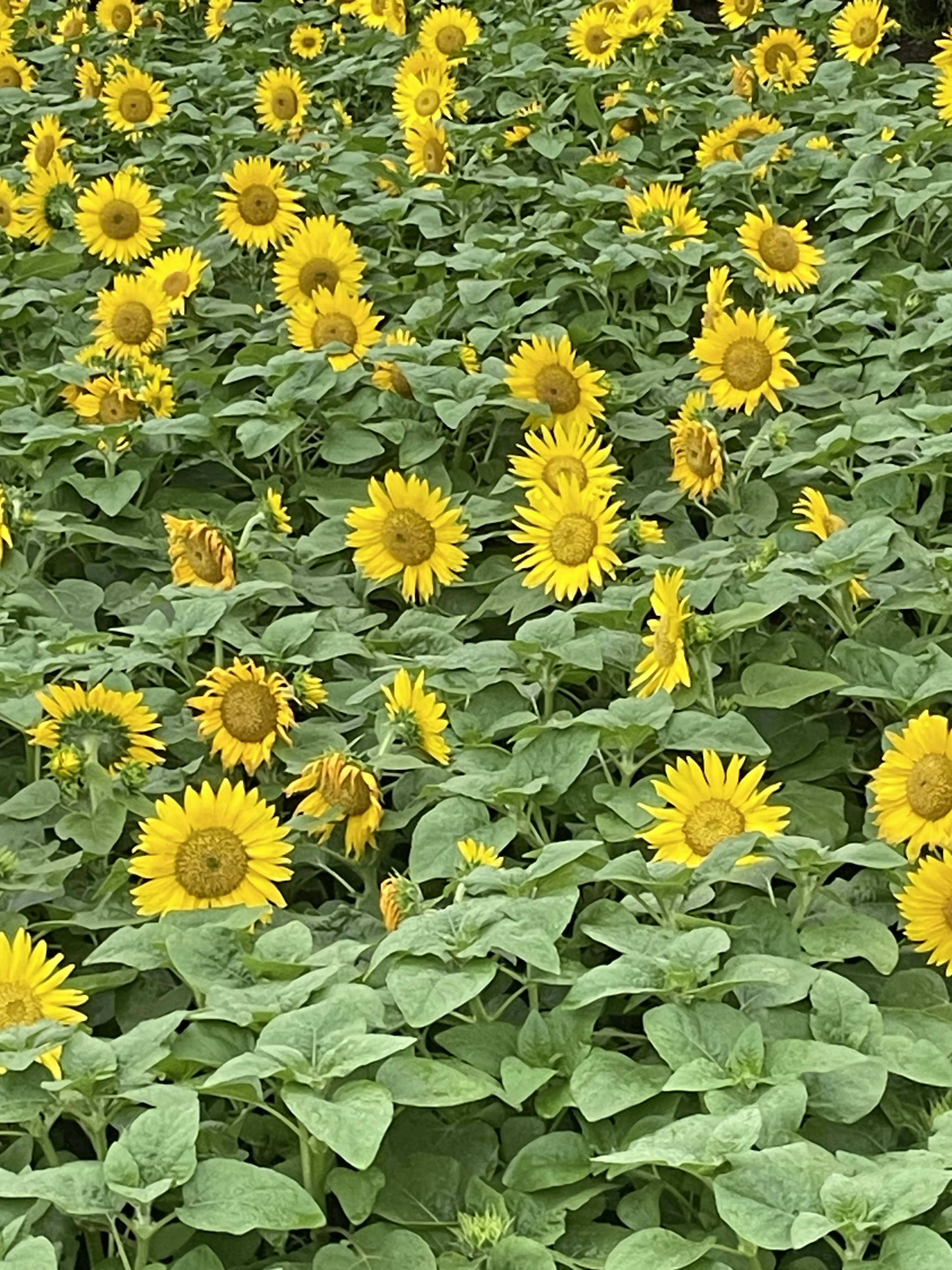 Field of blooming sunflowers with vibrant yellow petals