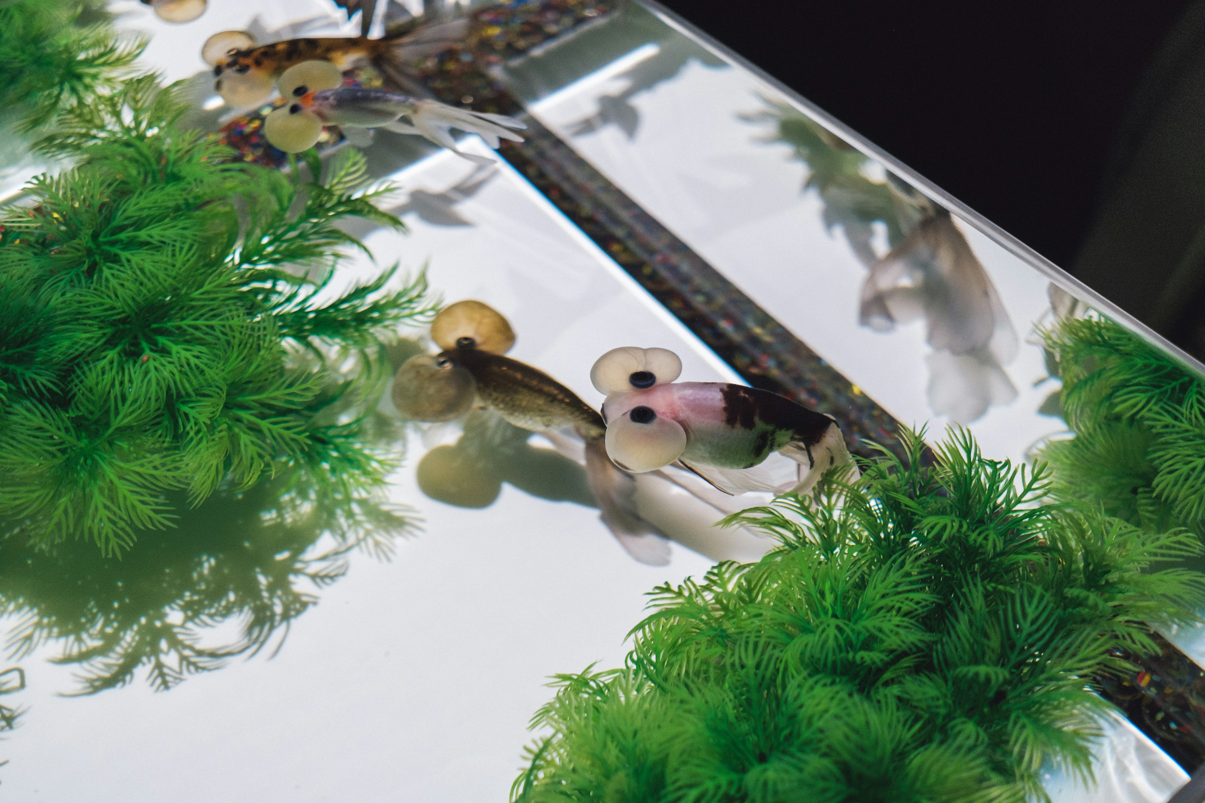 Small fish in a clear aquarium surrounded by green aquatic plants