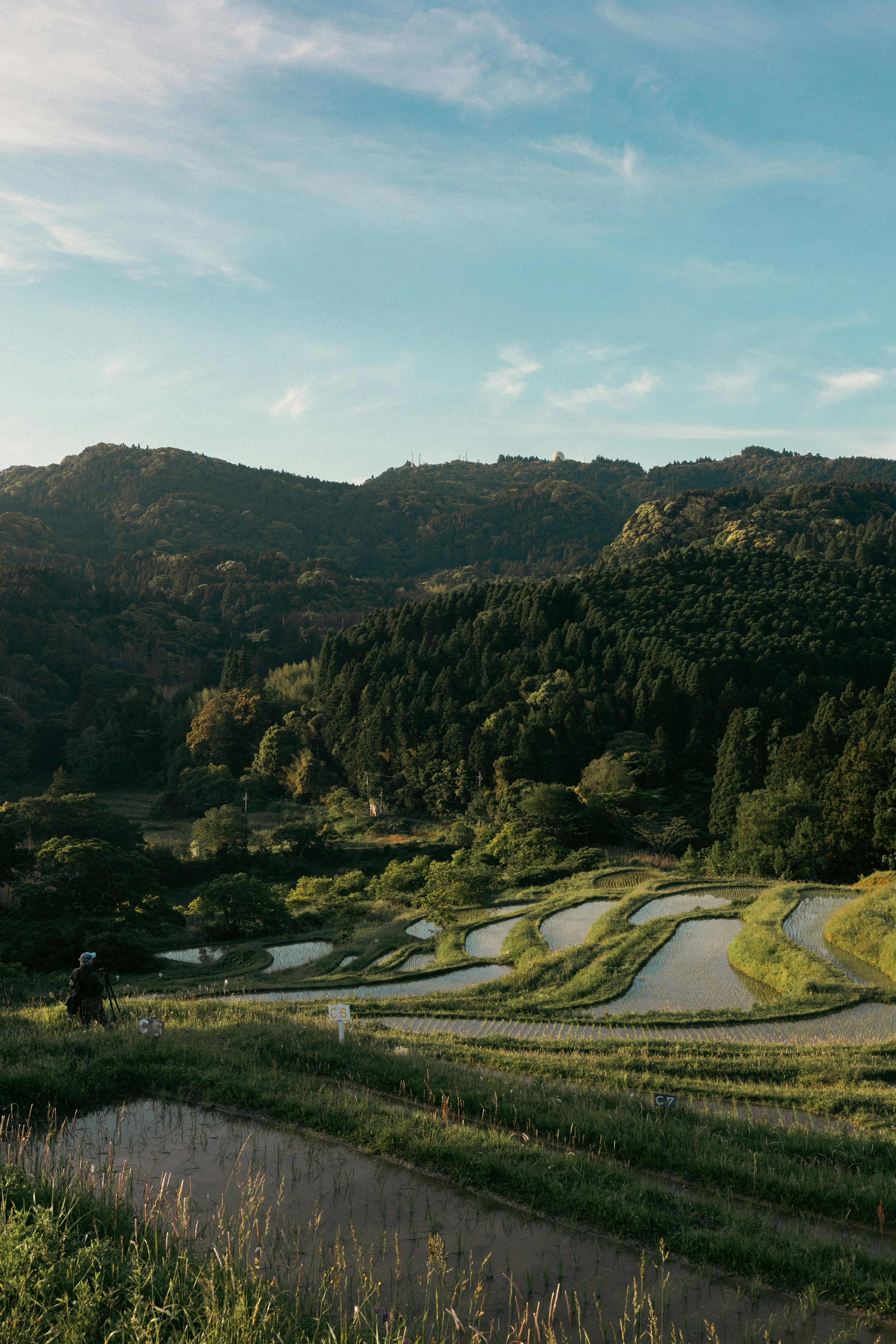 郁郁葱葱的稻田与背景中的山脉在蓝天下