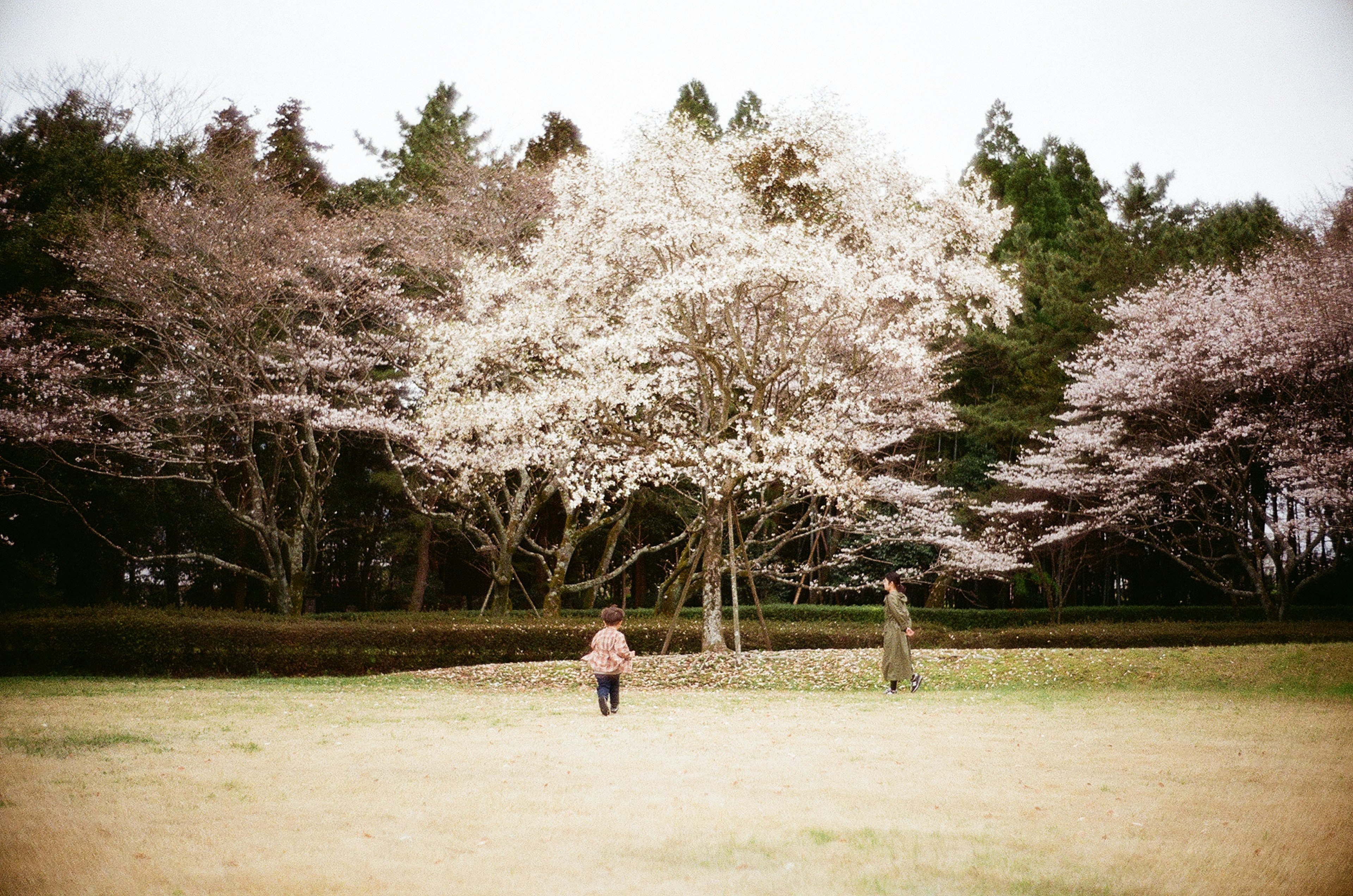 桜の木々がある公園で歩く二人の人物