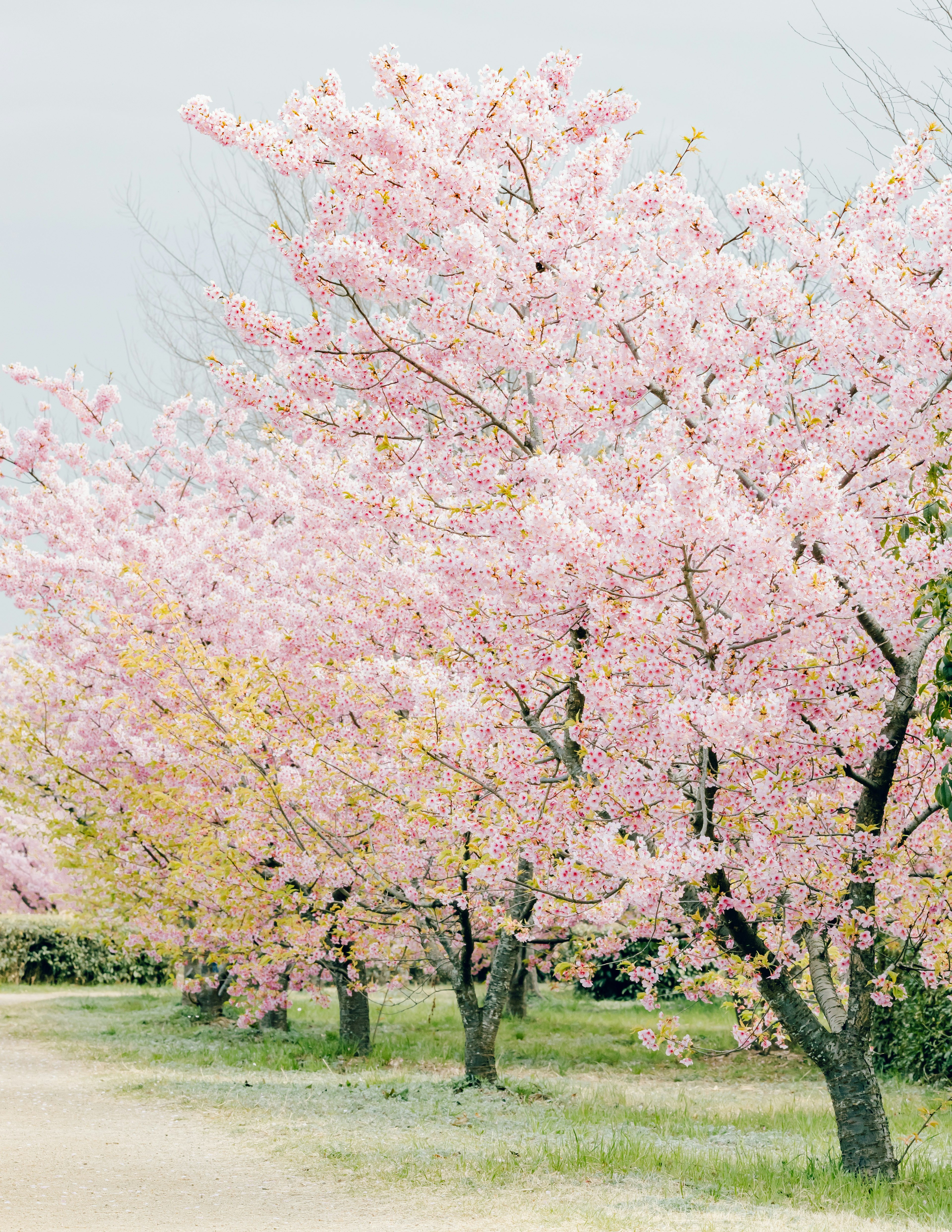 Paisaje de cerezos en flor con flores rosas suaves