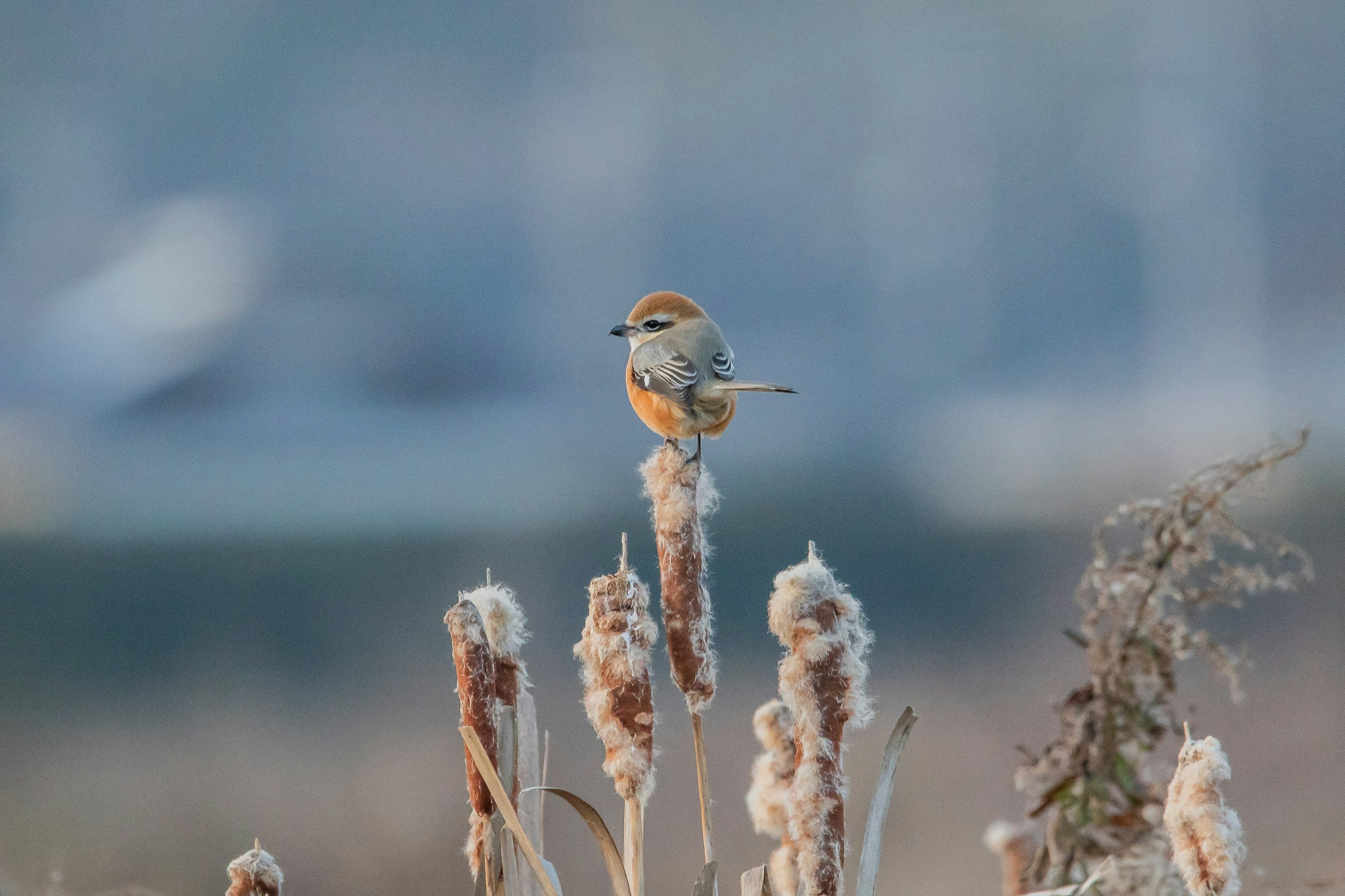 Ein kleiner Vogel, der auf trockenen Pflanzen mit Tarnfarbe sitzt