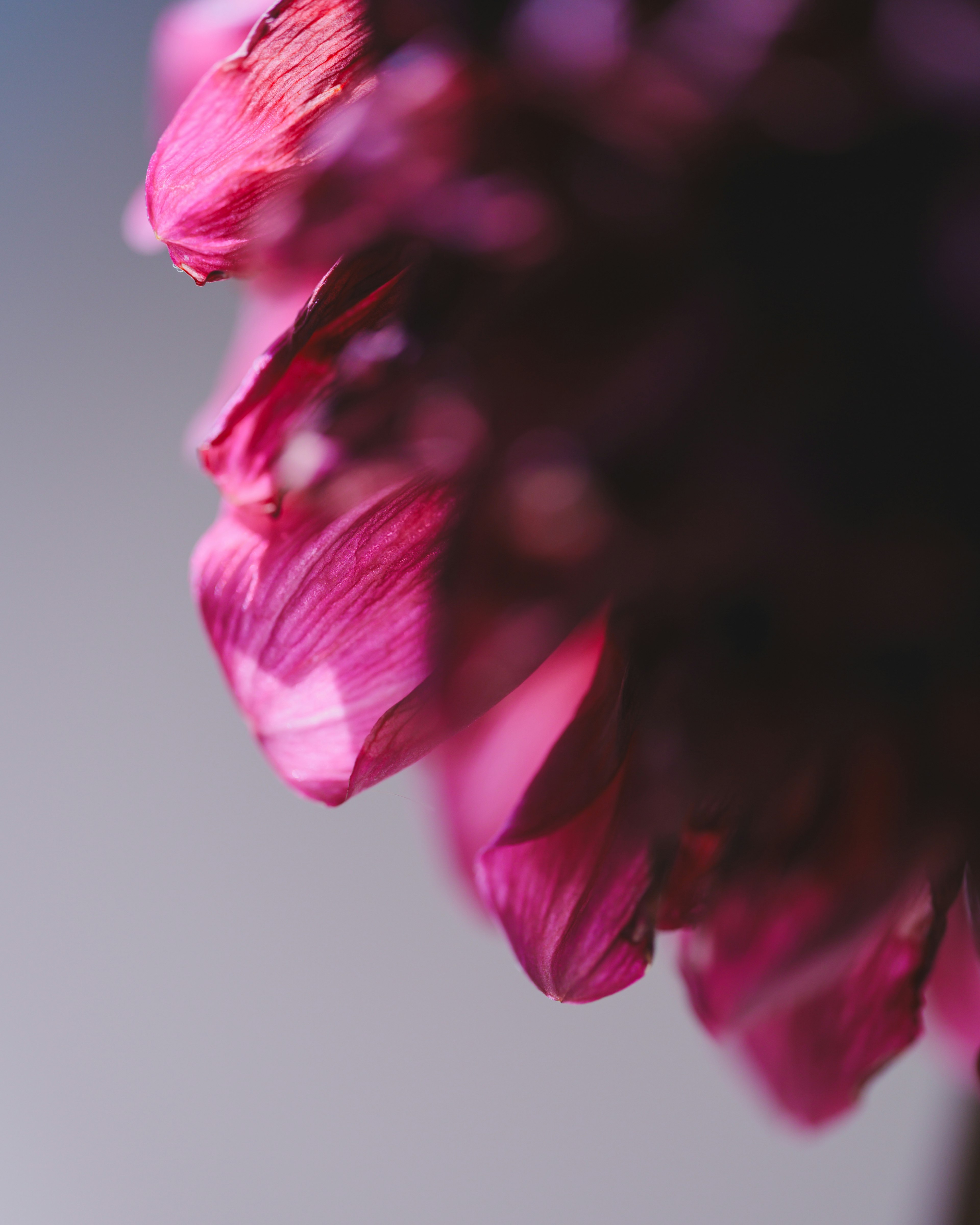 Nahaufnahme von lebhaften rosa Blütenblättern mit unscharfem Hintergrund